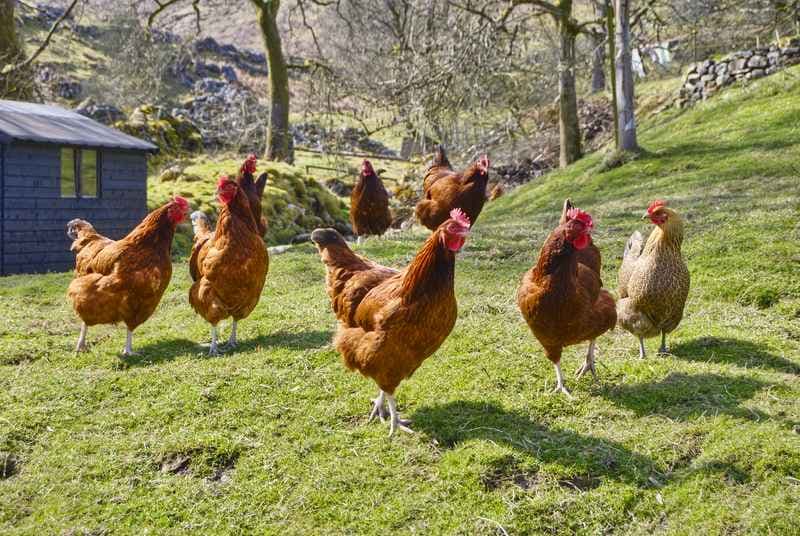 Ferme du Bouch