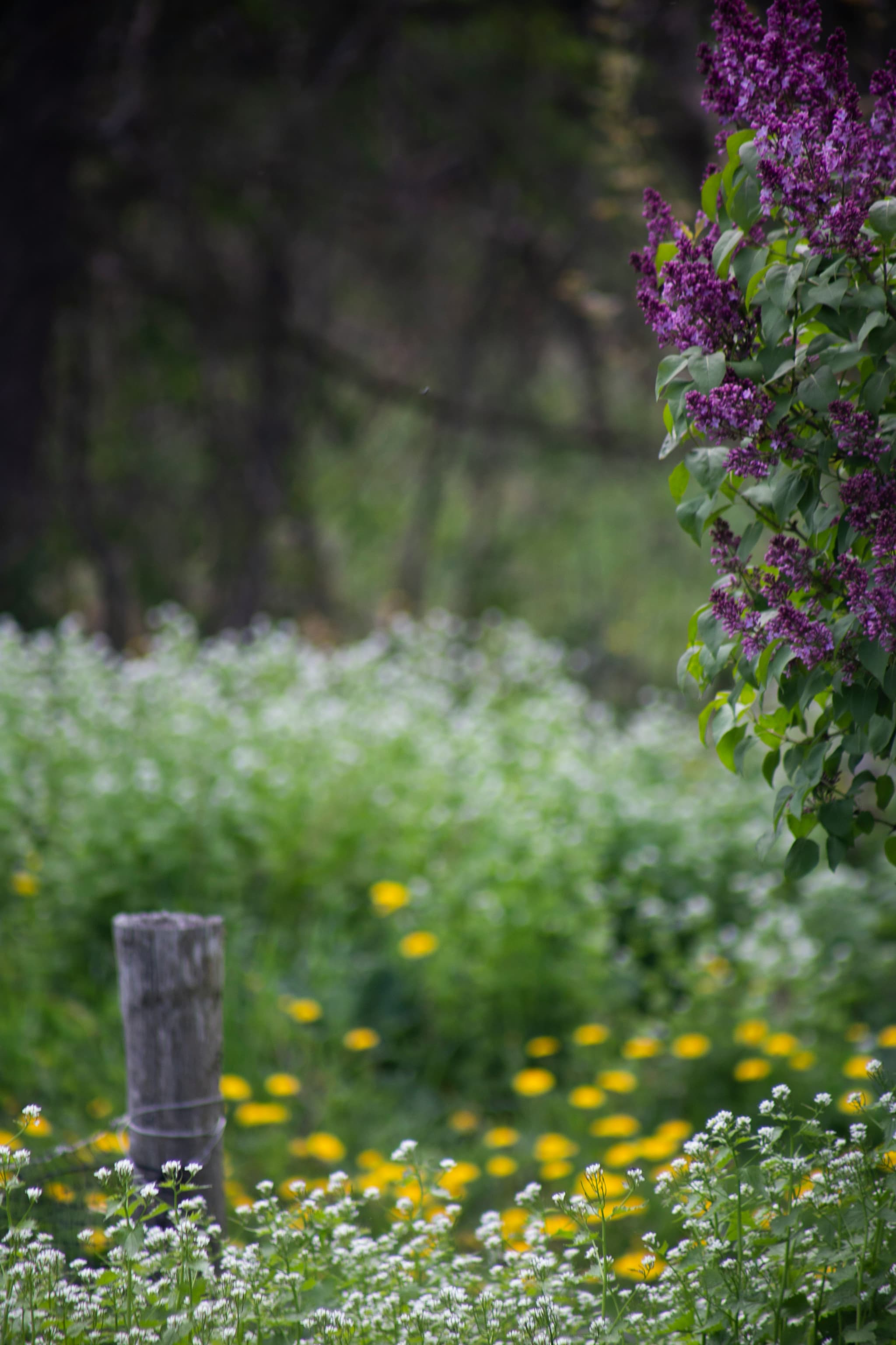 Fleurs