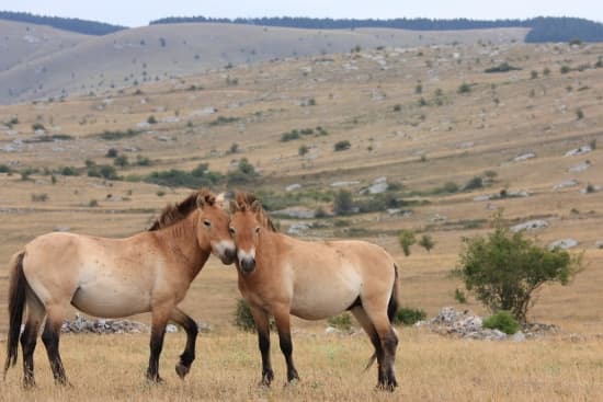 Grange du méjean-chevaux de prewalski