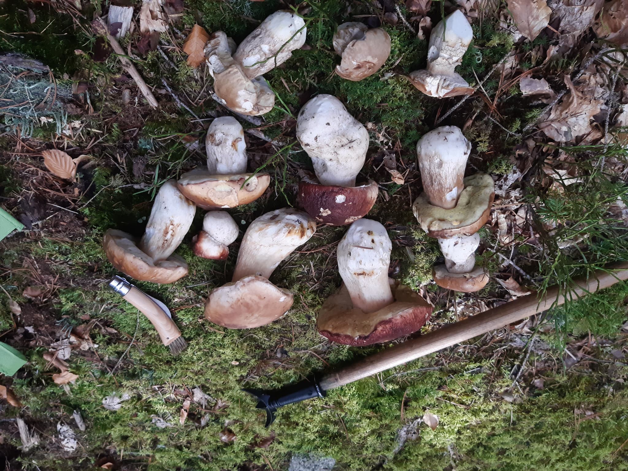 Grange du méjean-champigons automne