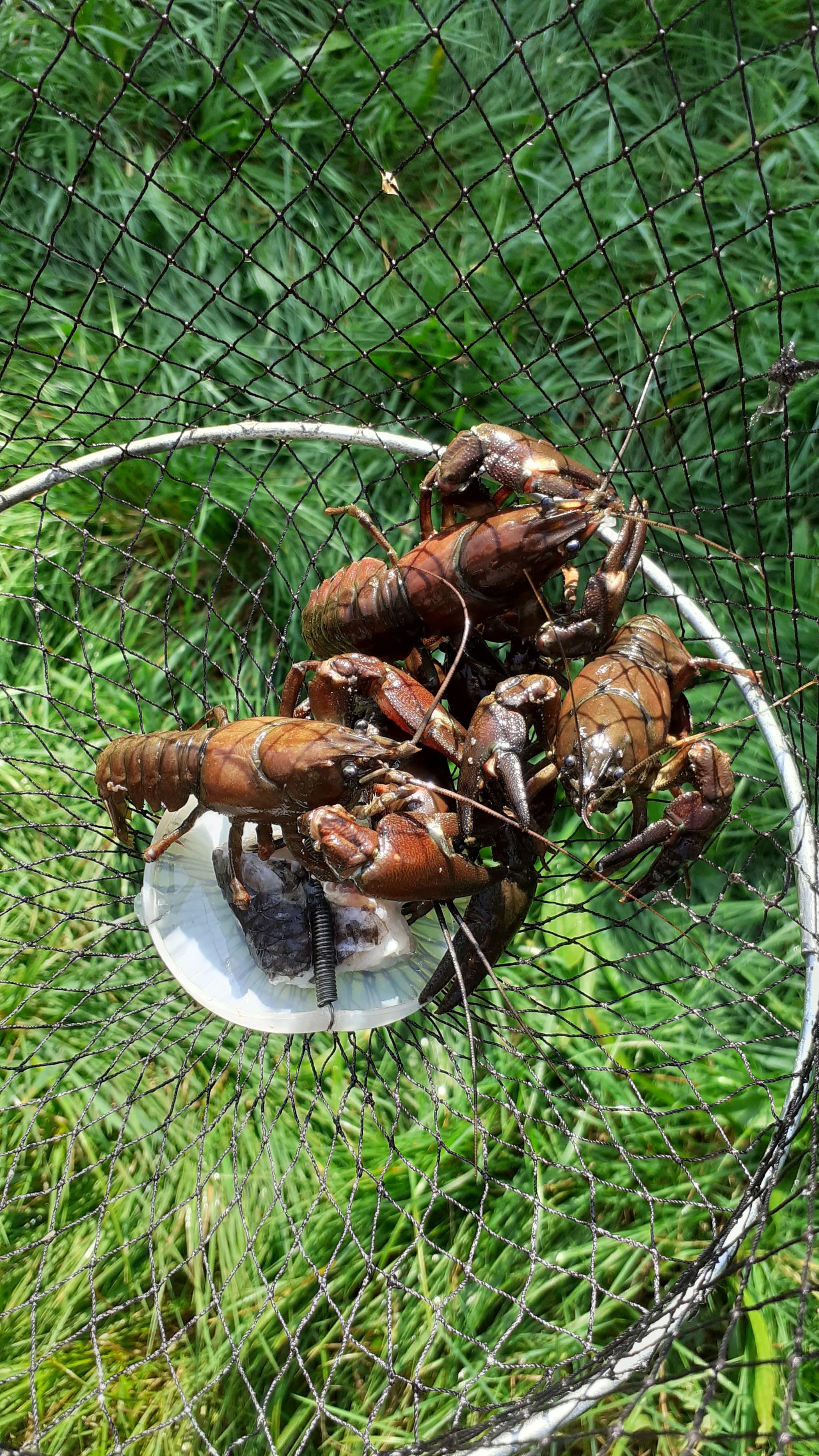 Pêche aux écrevisses