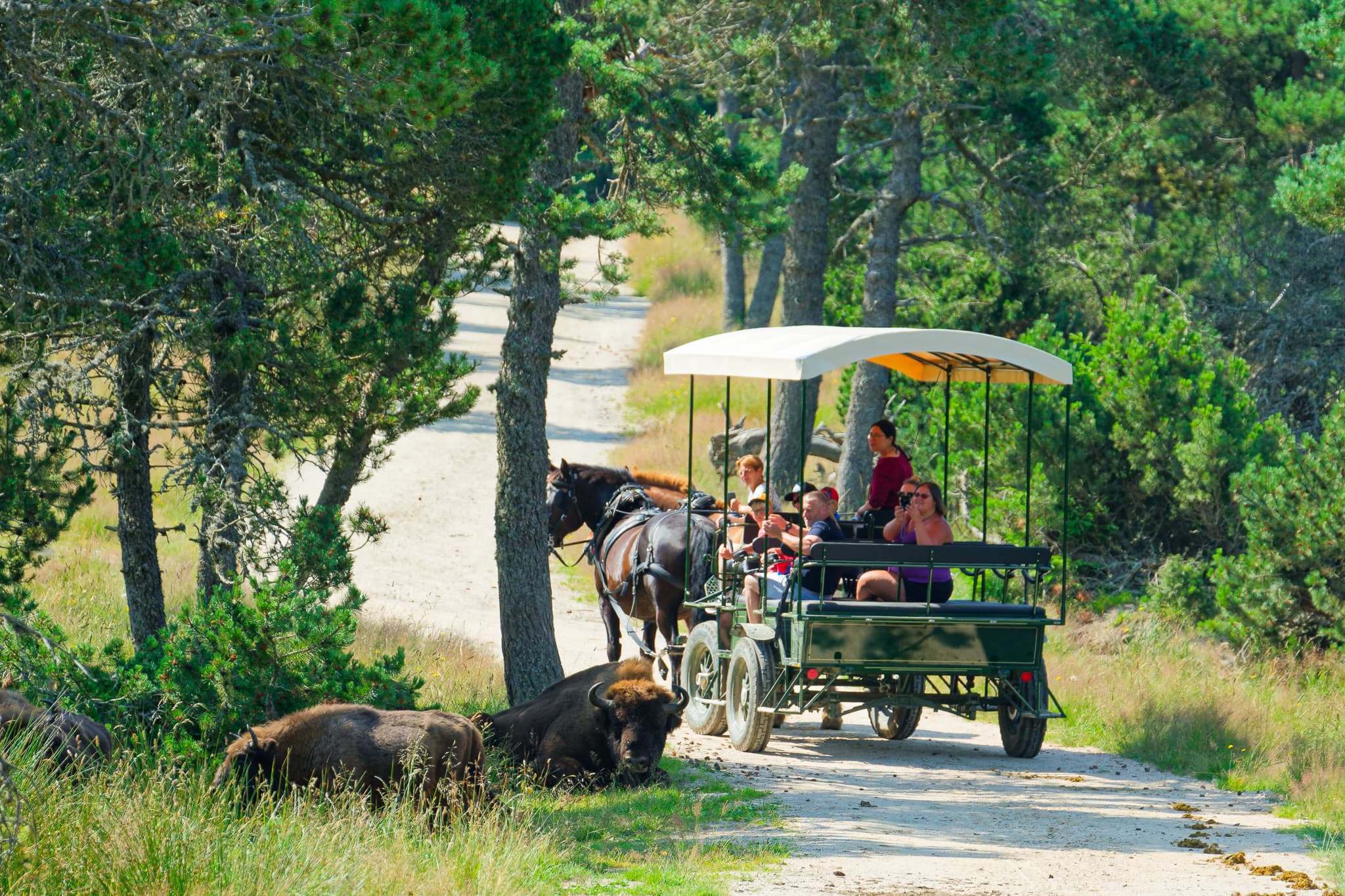 Réserve des bisons de margeride