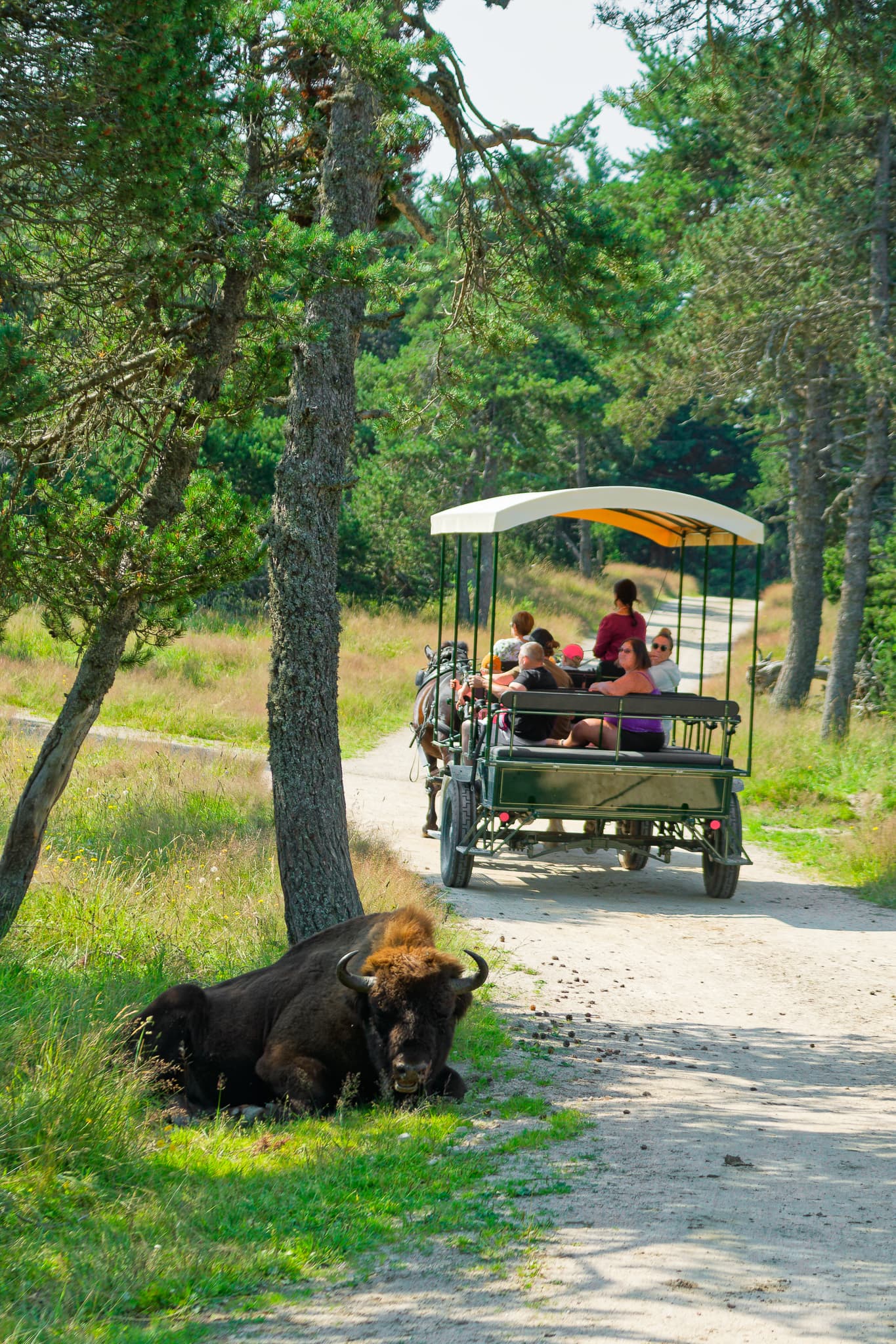 Réserve des bisons de margeride