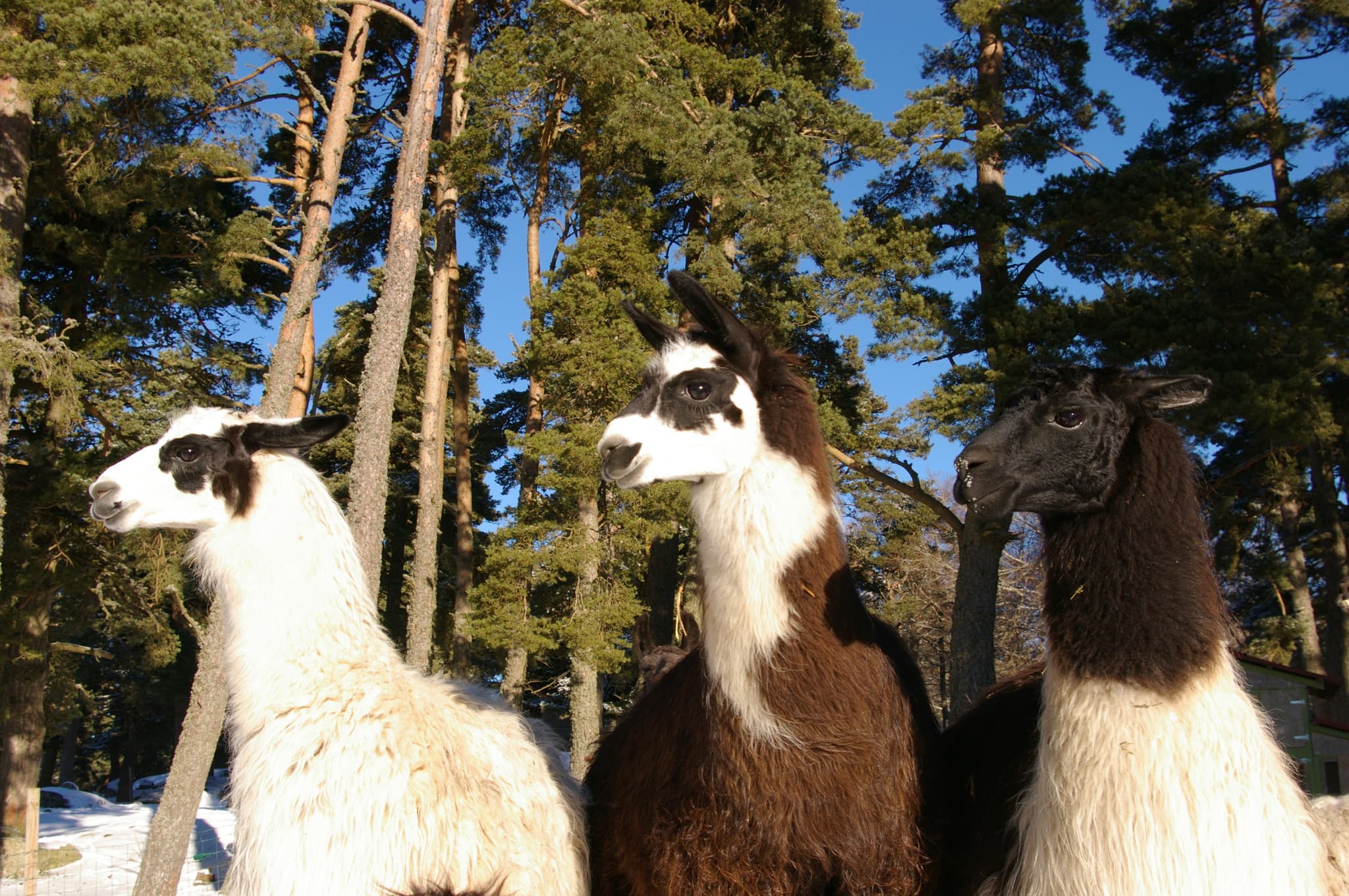Les lamas de la Toison d'Or