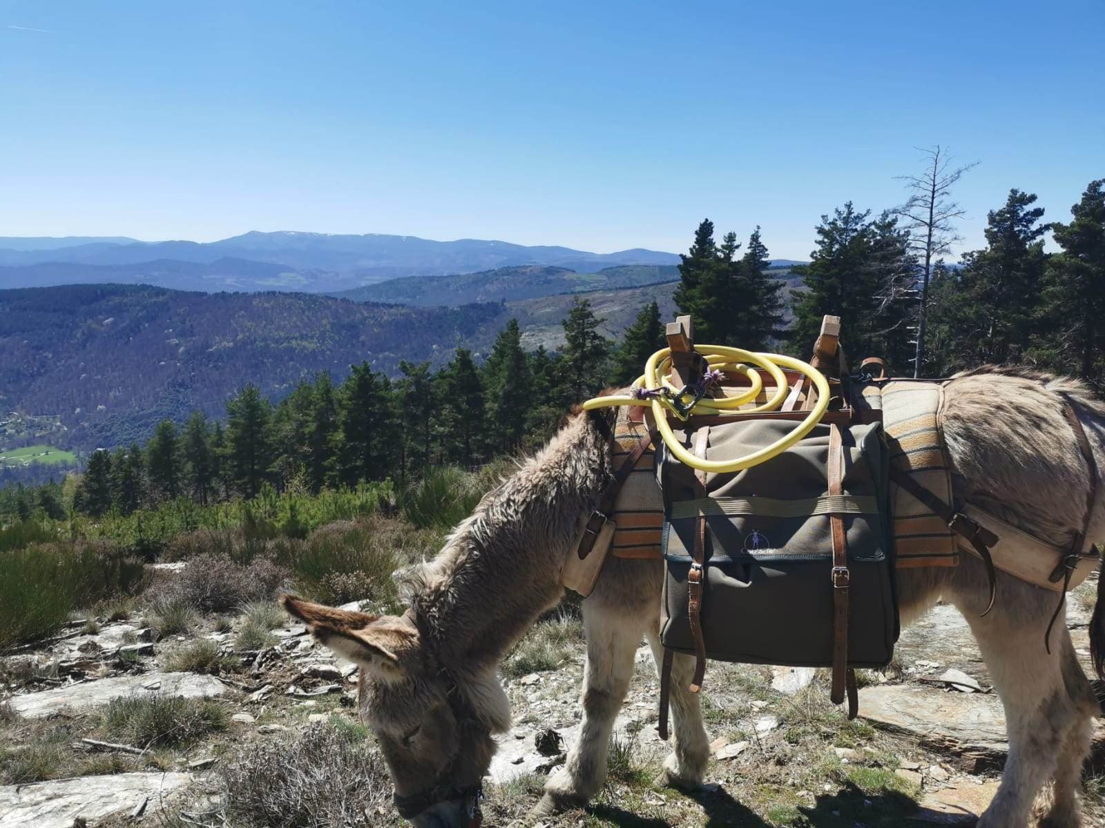 ©Cévennes G'Randos d'ânes