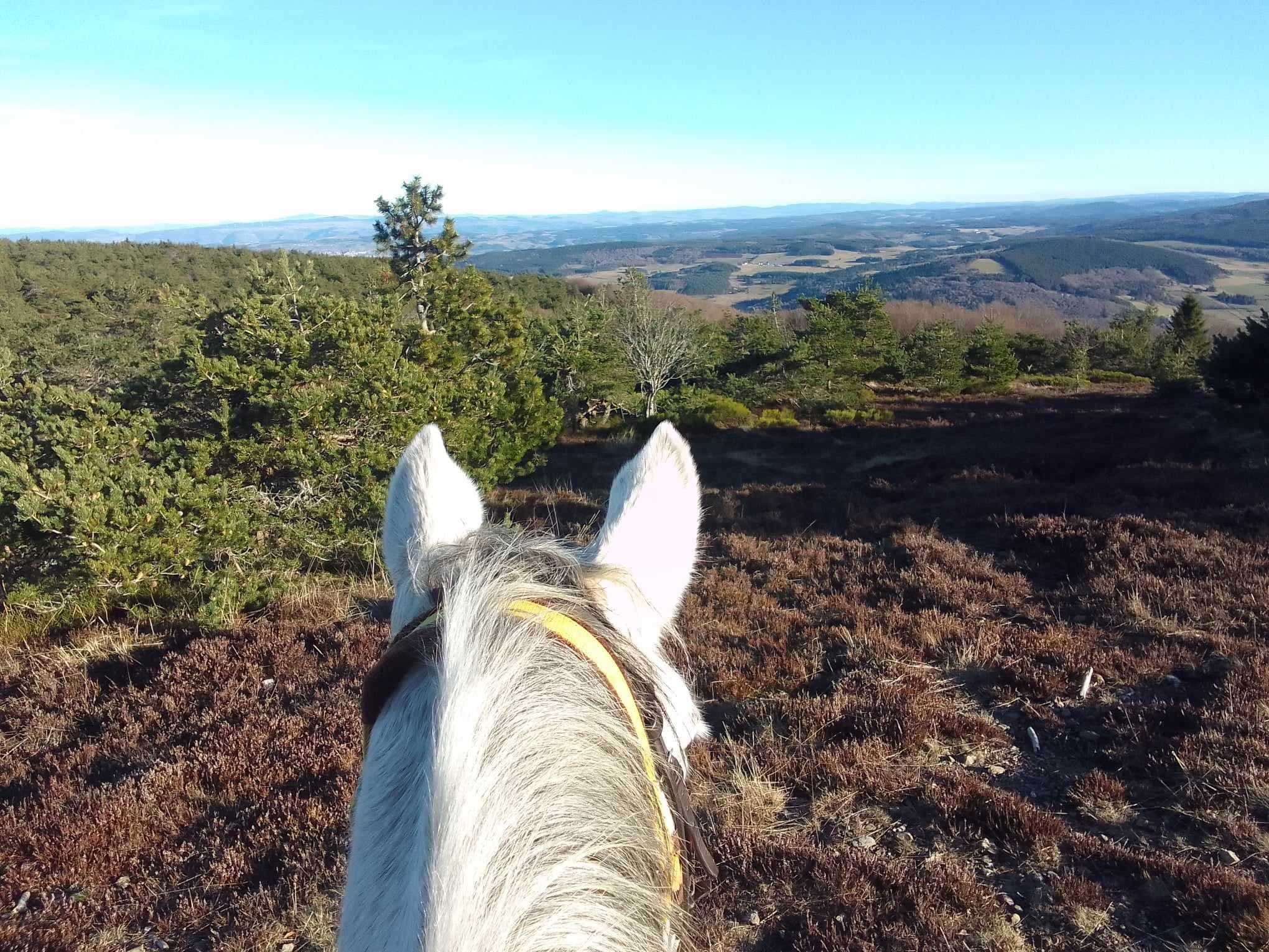 Cheval en margeride