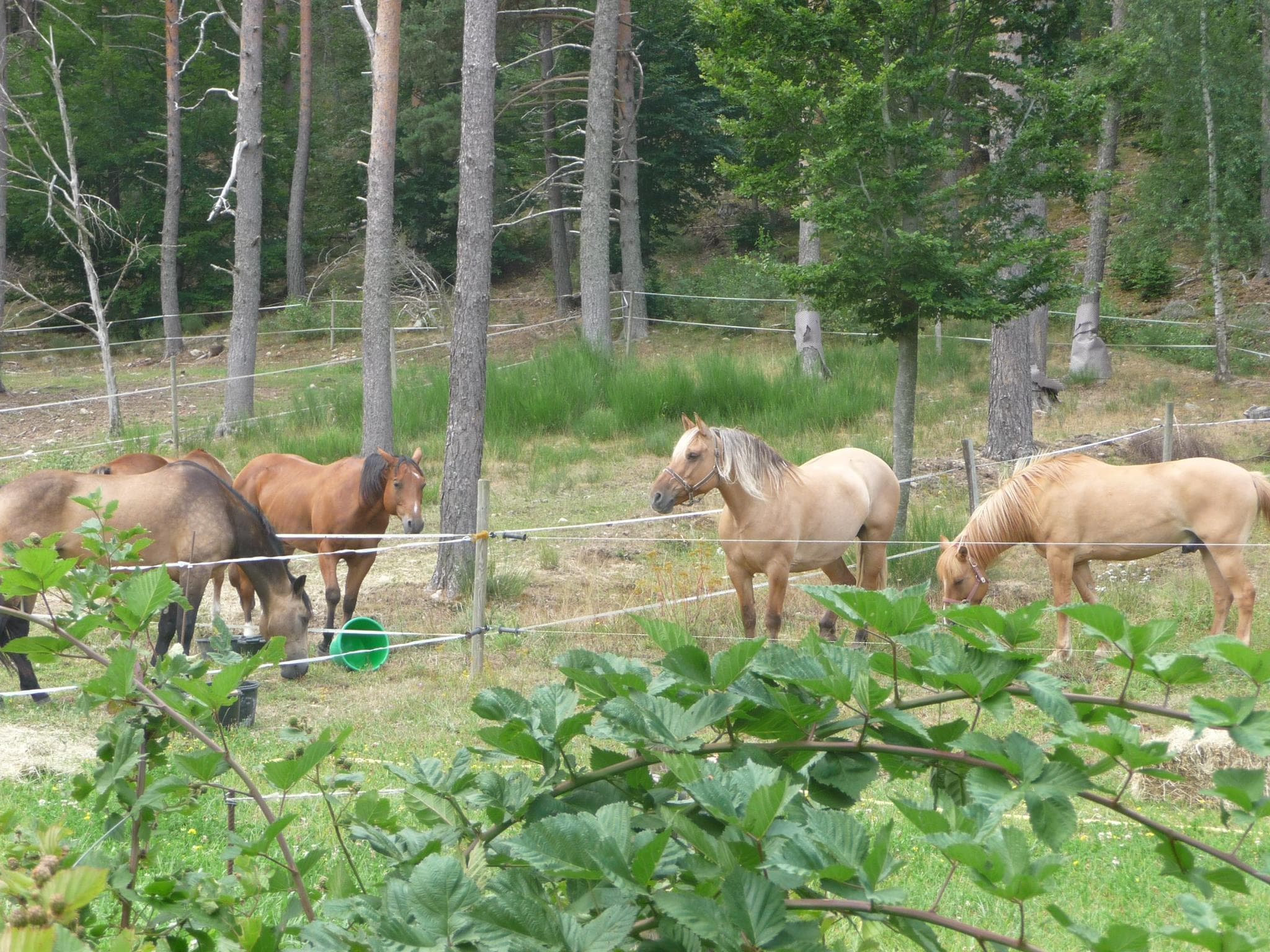 Paddocks