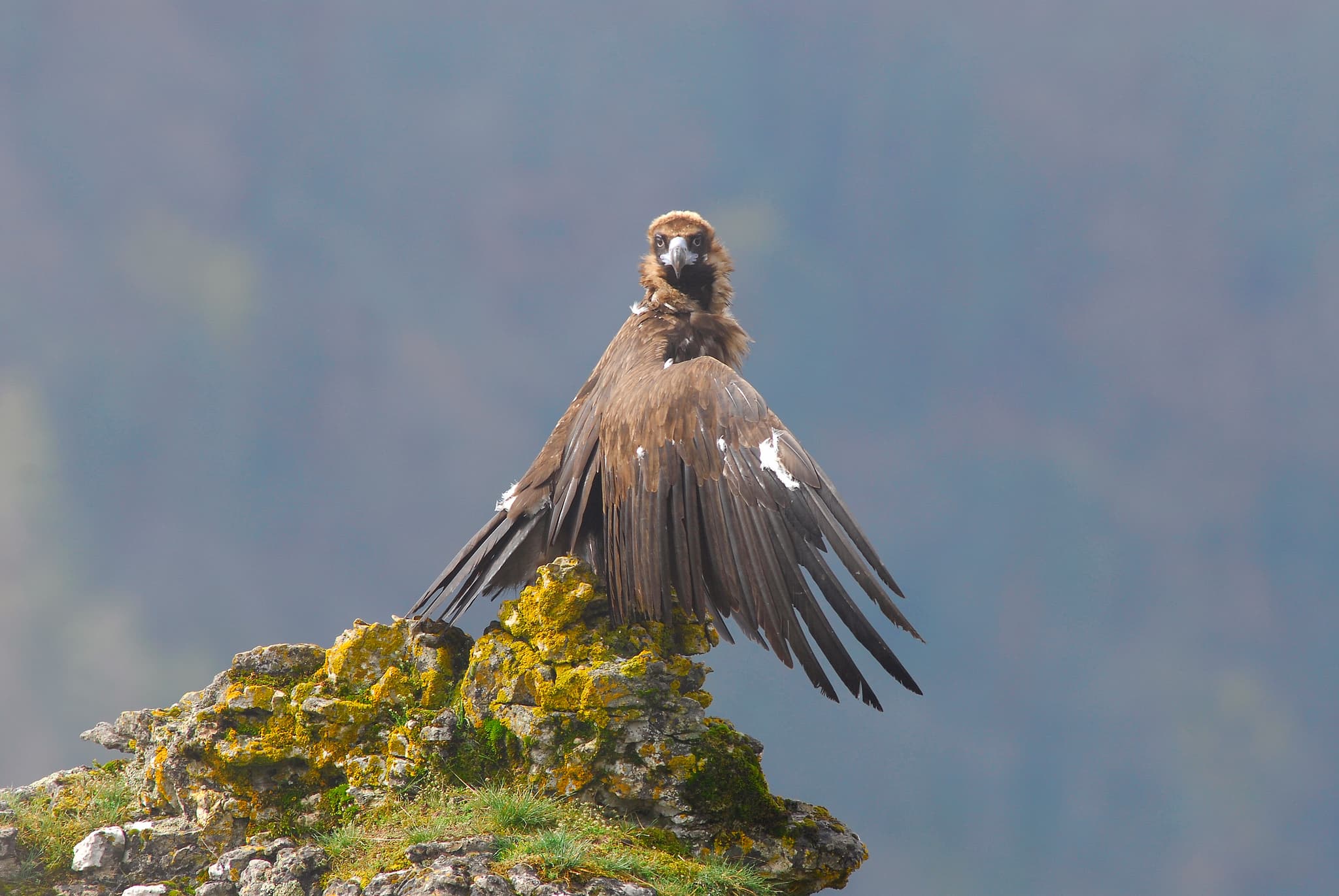 Vautour Moine