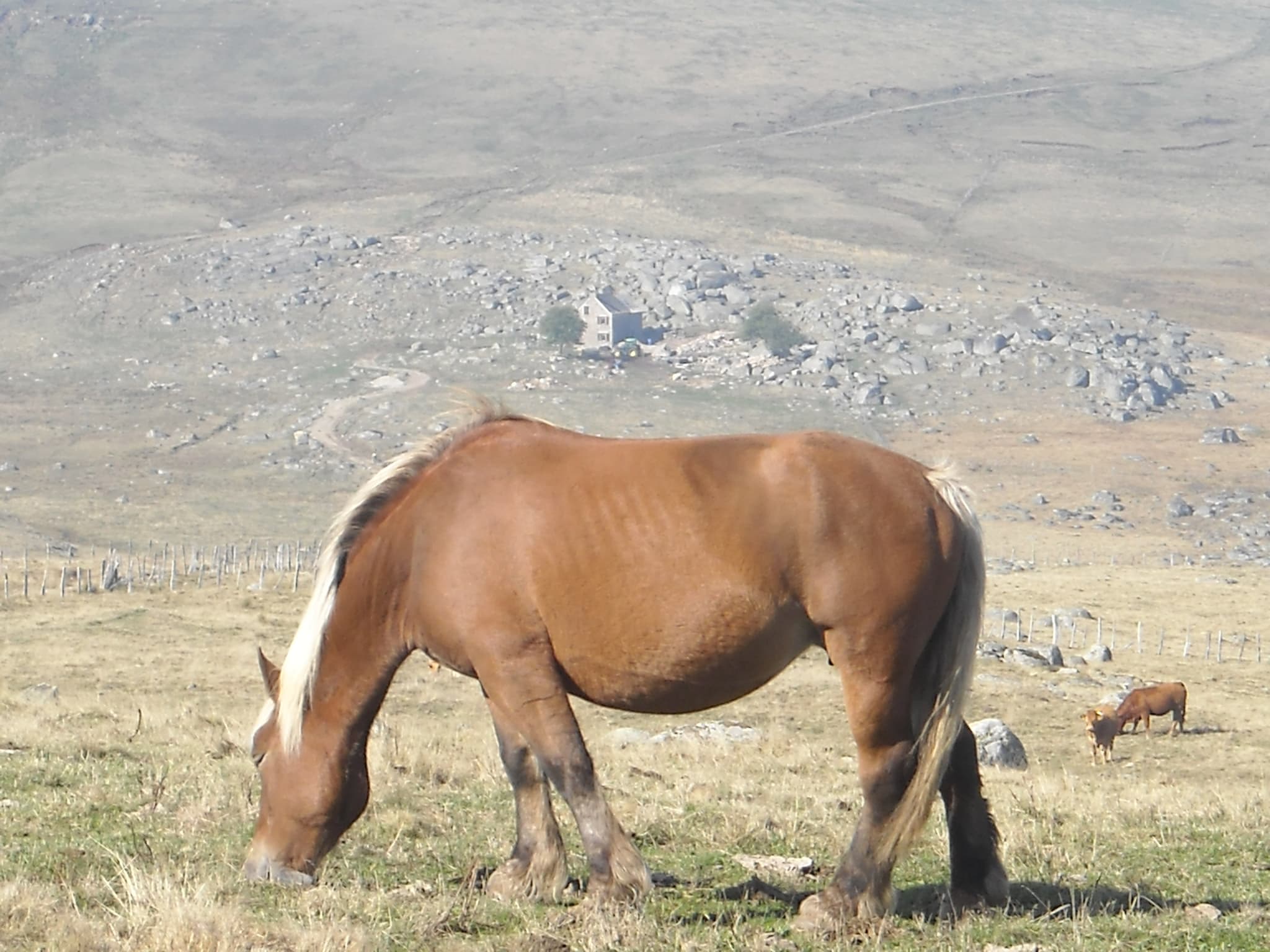 CHEVAL