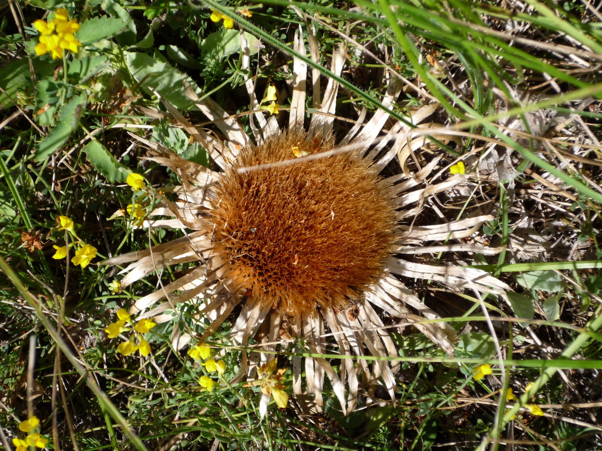 Cardabelle