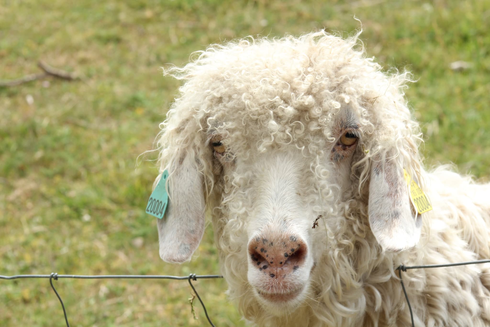 La Toison d'Or - Chèvre angora