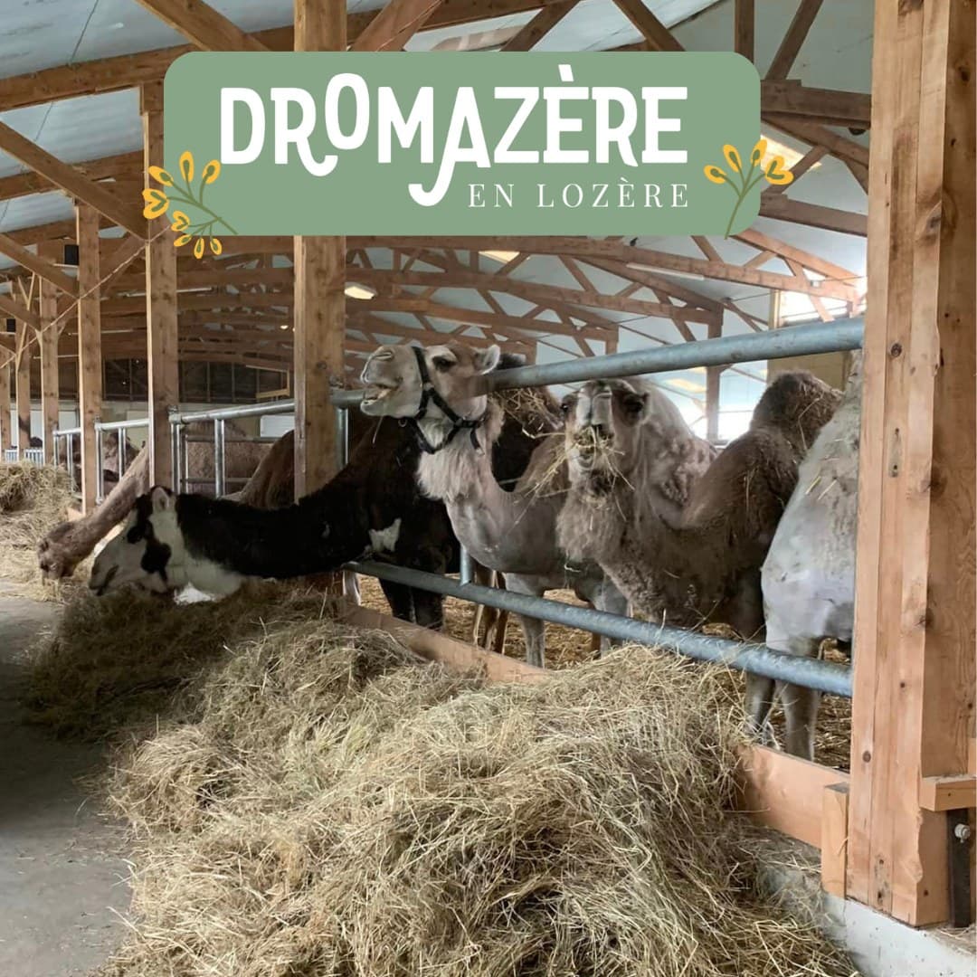 Dromazère - La ferme aux dromadaires