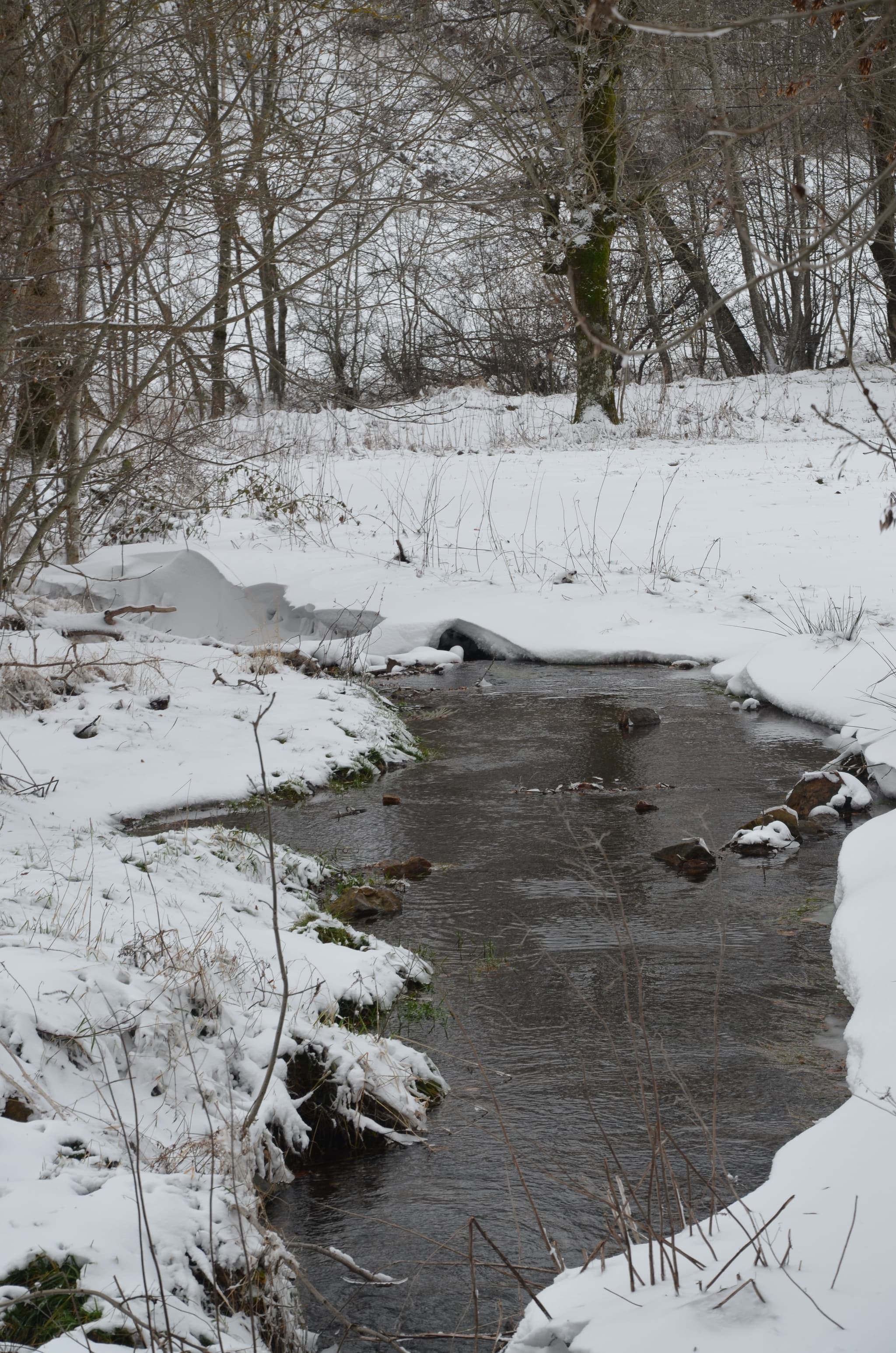 L'Allier