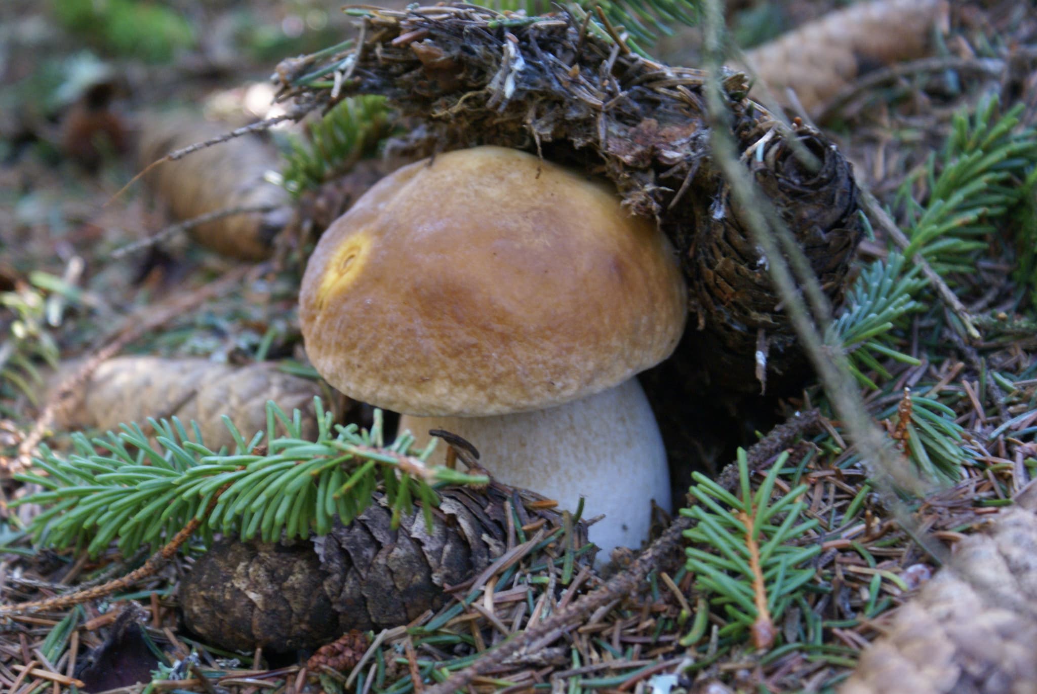 Cueillette de champignons à proximité