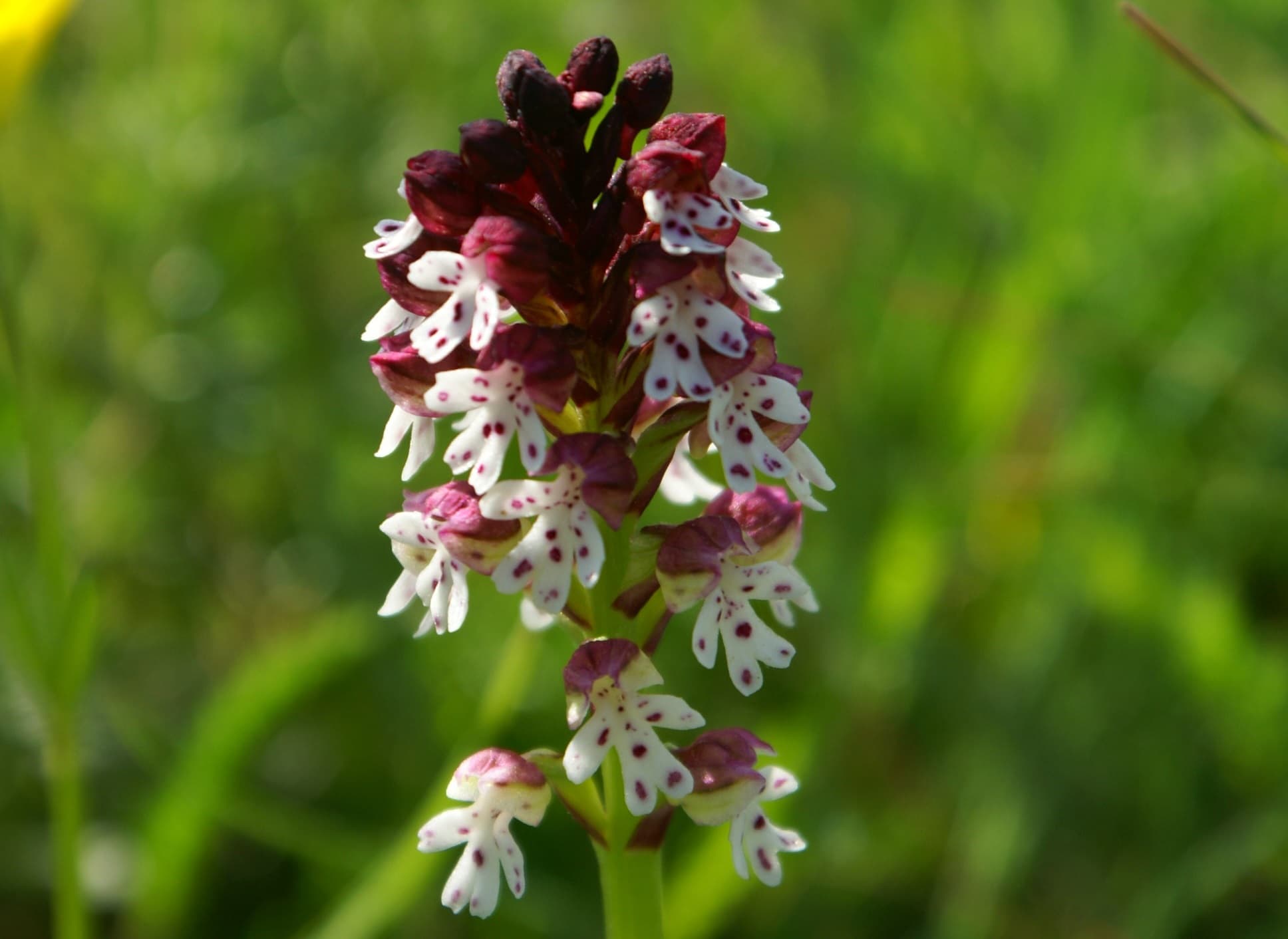 Orchidée sauvage du Mont Lozère