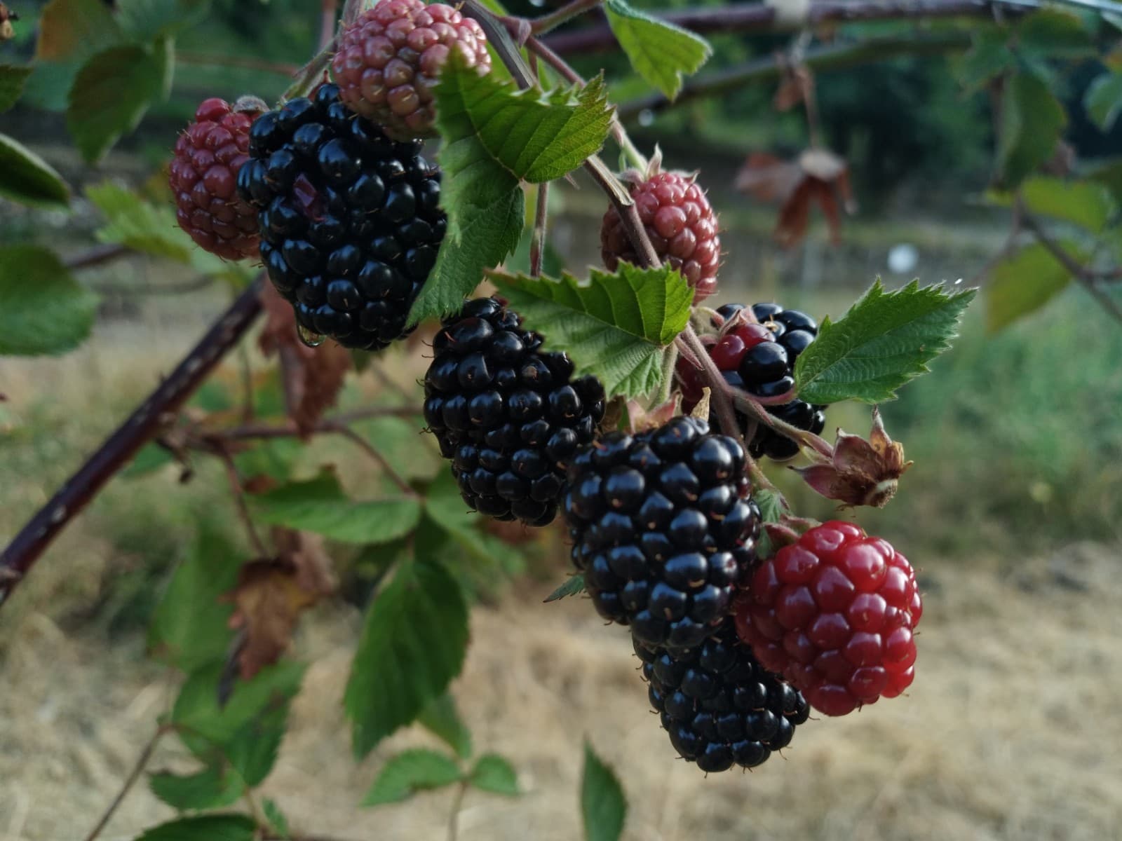 FRUIT 5