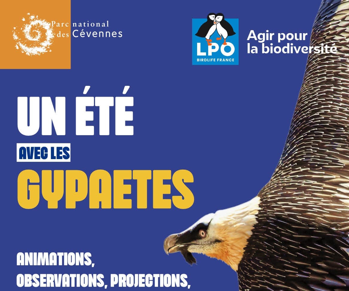 Gypaetes