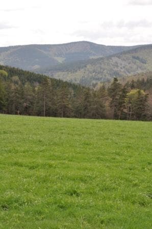 Forêt de Mercoire L'Auradou