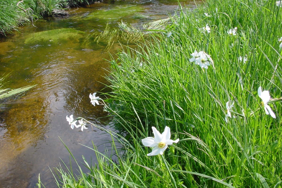 O-nature