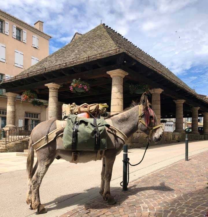 Halle + Modestine