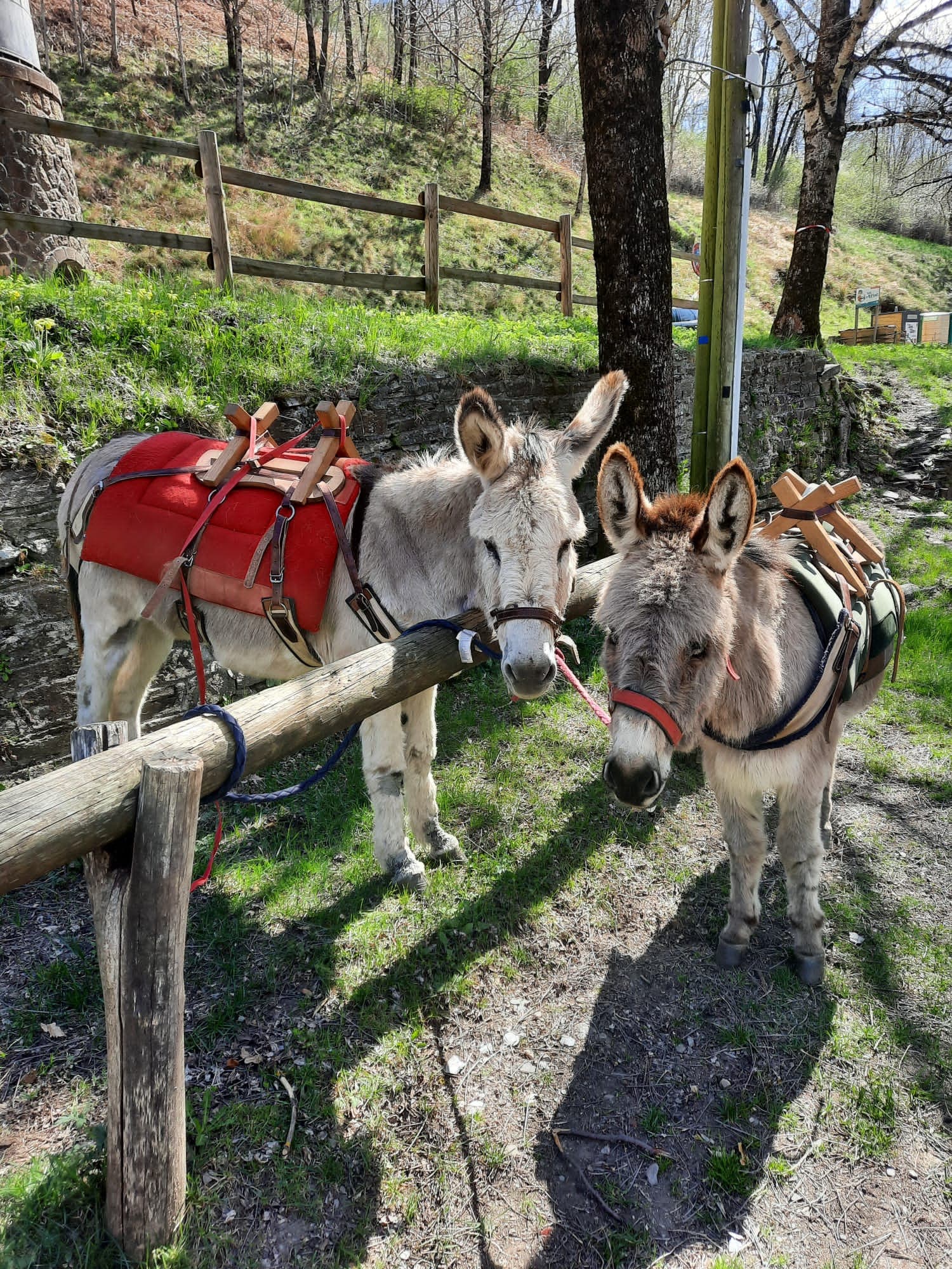 ©Cévennes G'Randos d'ânes