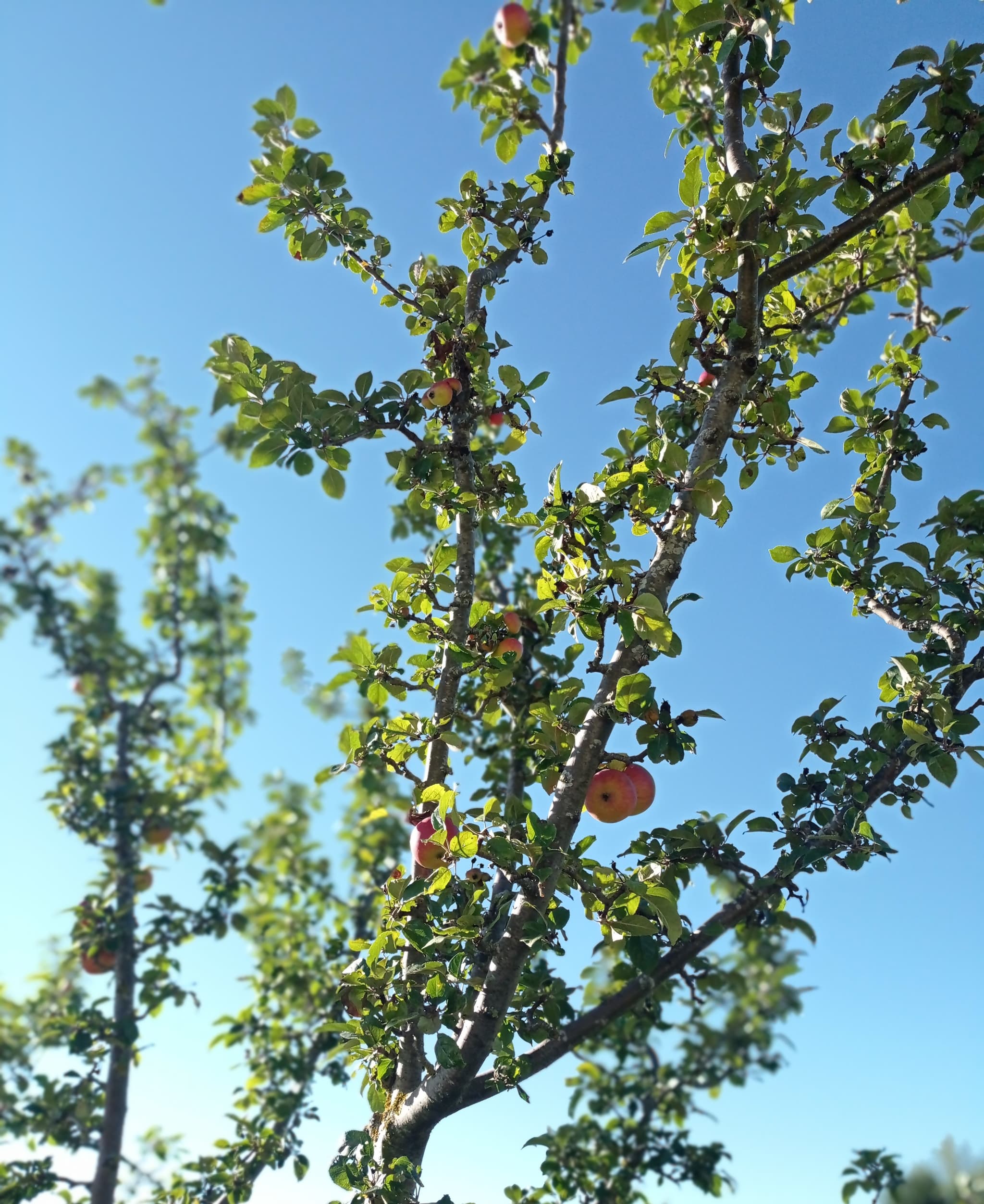 Arbre La Tchourette