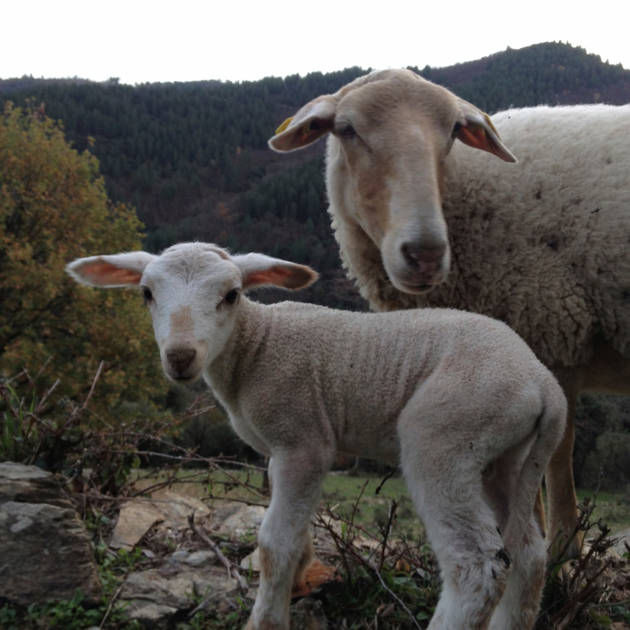 Nos moutons