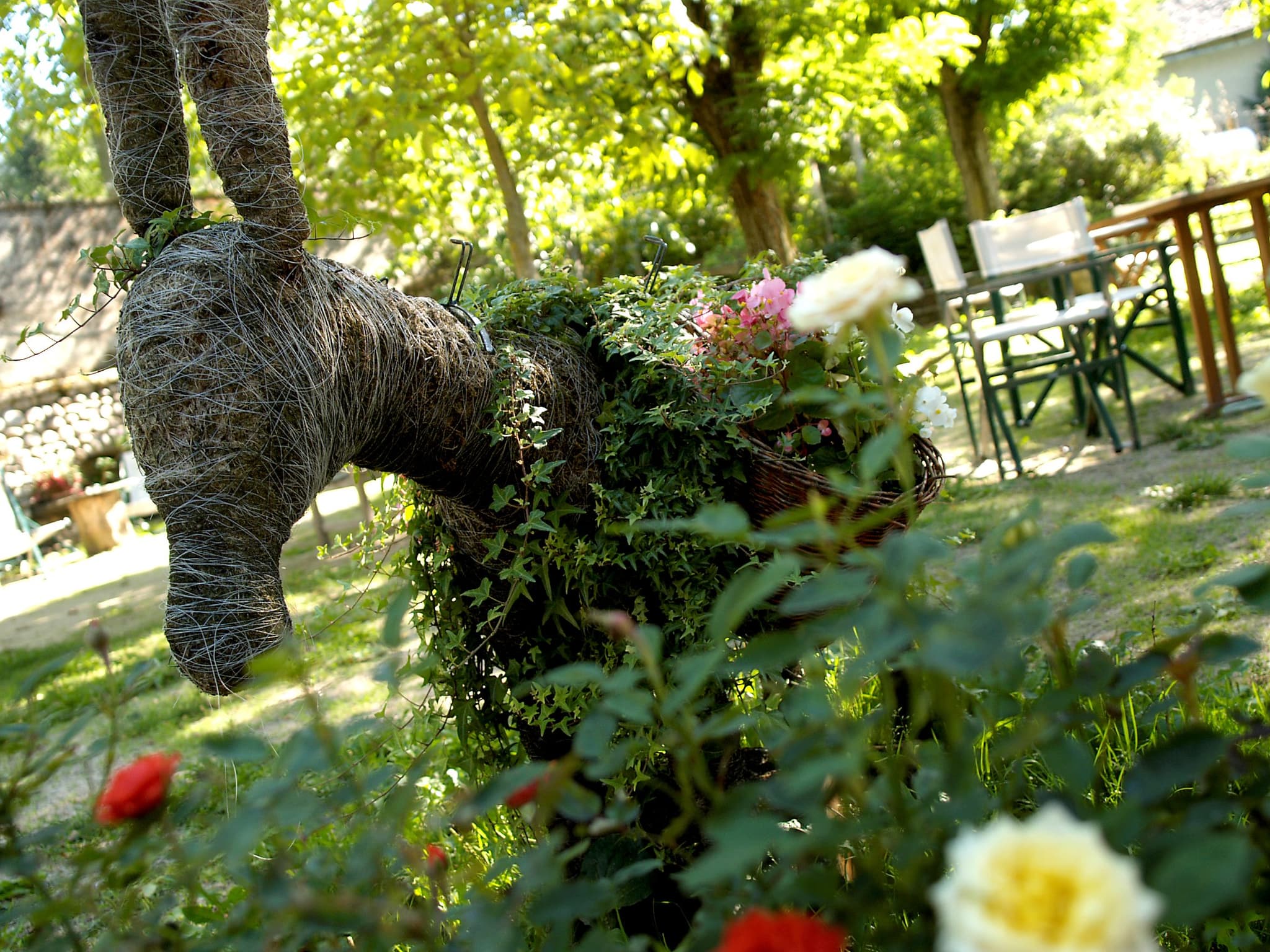 Jardin avec modestine de stevenson