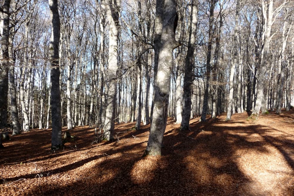 Promenade en forêt l'automne