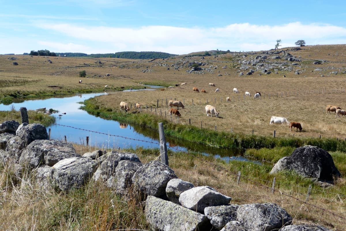 Paysage d'Aubrac