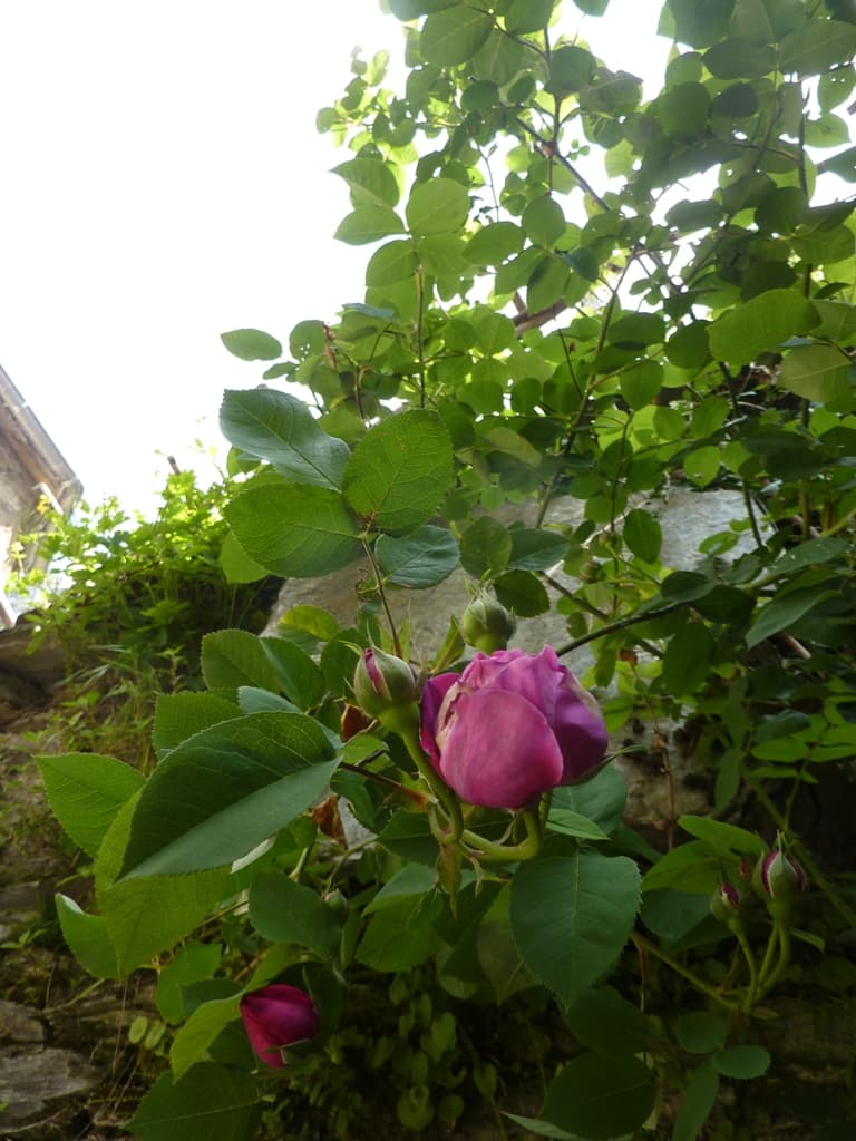 P1070191