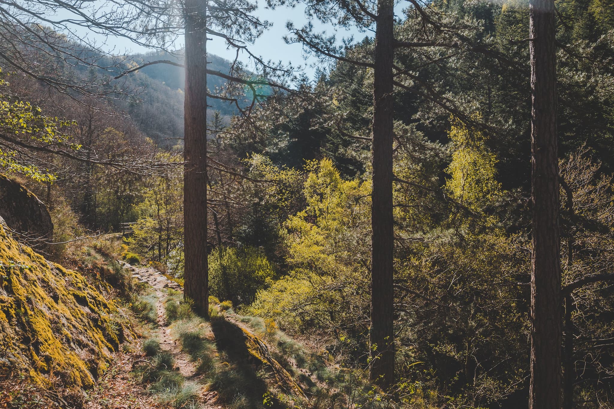 PNALAR048V506M31_06