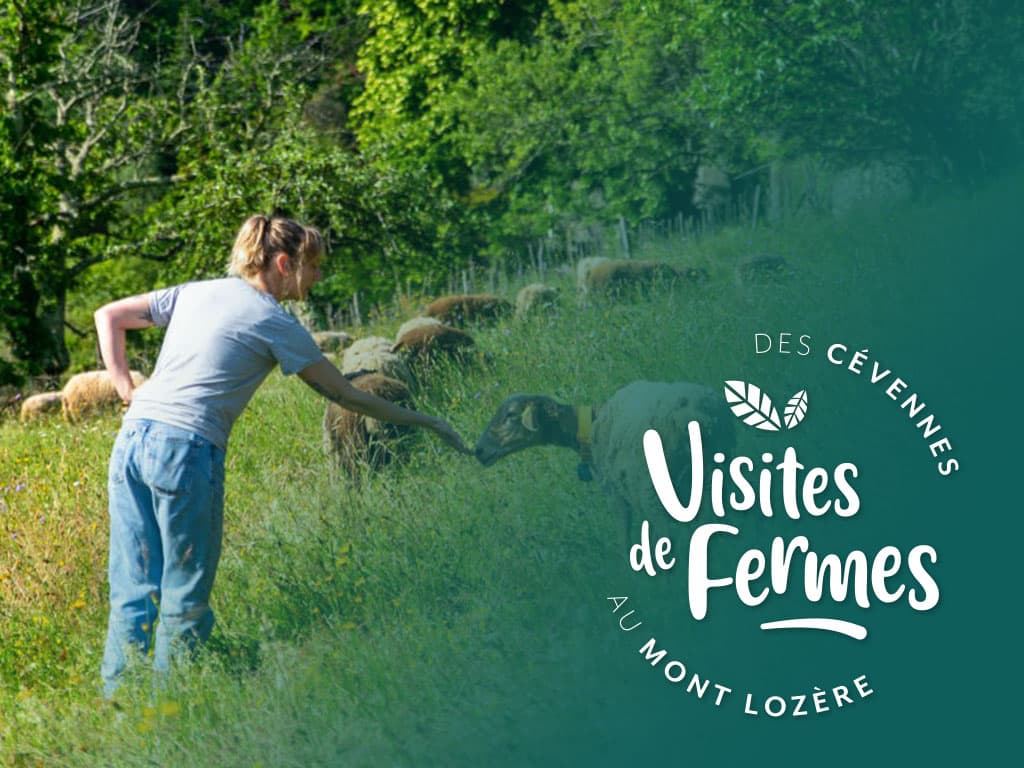 Saveurs-Du-Castanet
