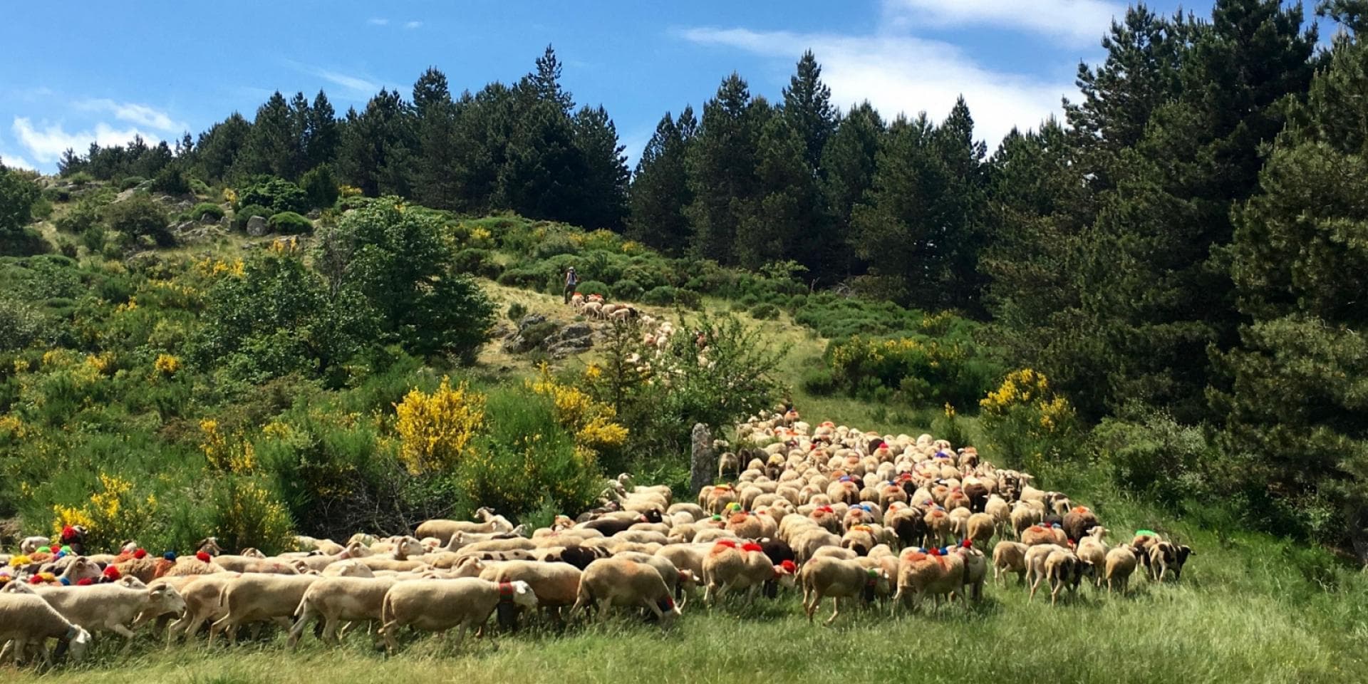 Transhumance ovine