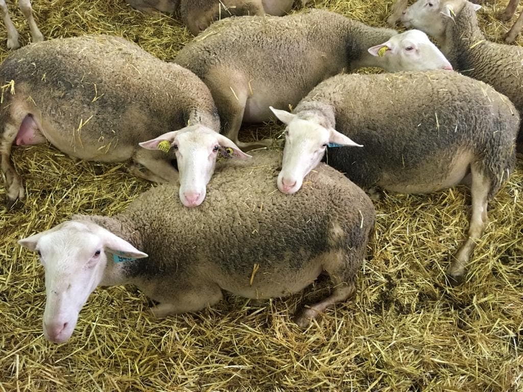 Visite de ferme Hyelzas