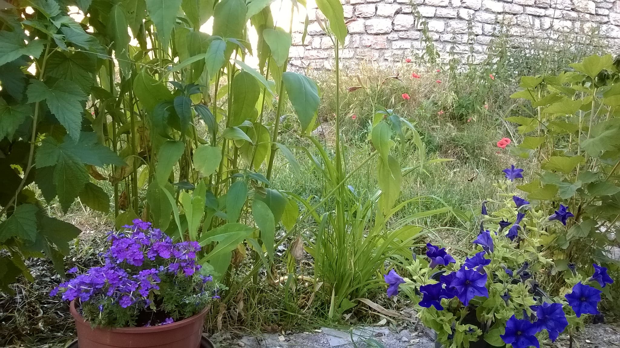 WP_20180704_019