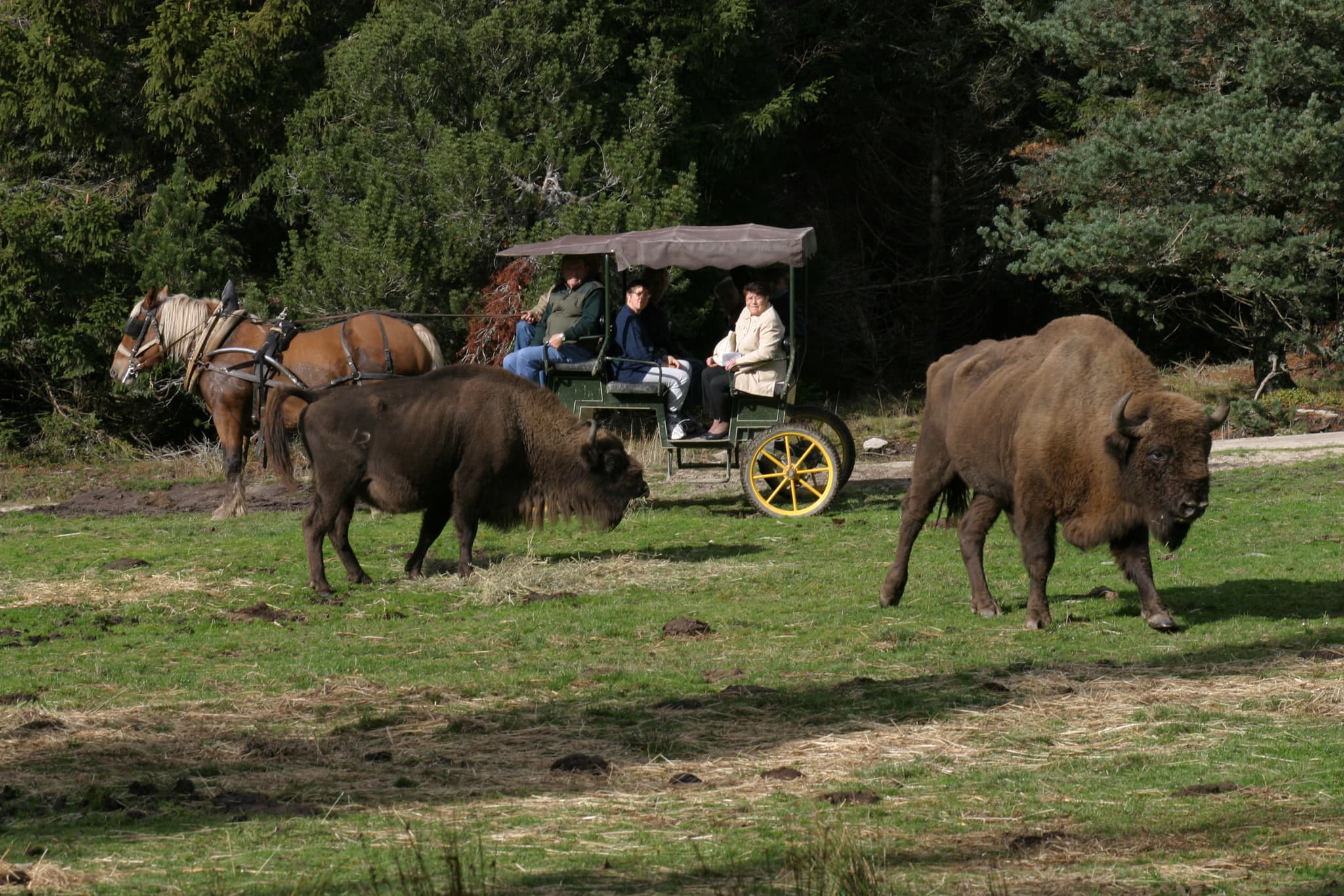 Bison-Ste-Eulalie-4