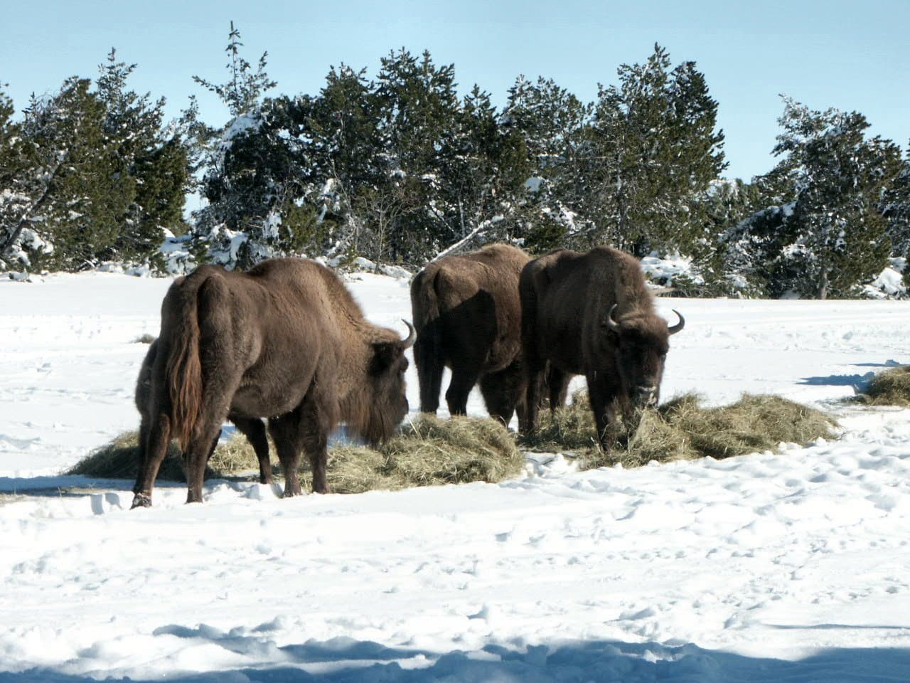 Bisons-2-3