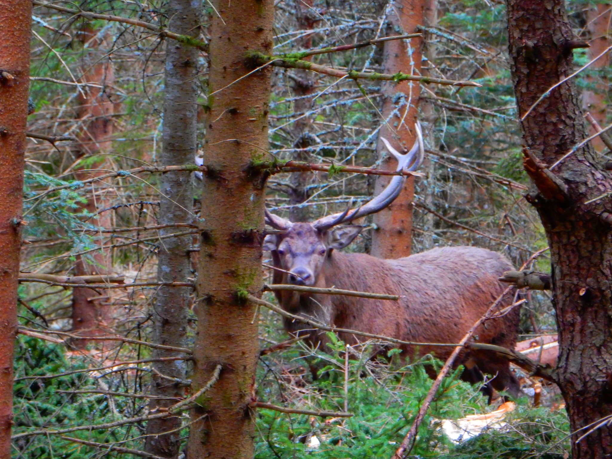 Cerf en Margeride