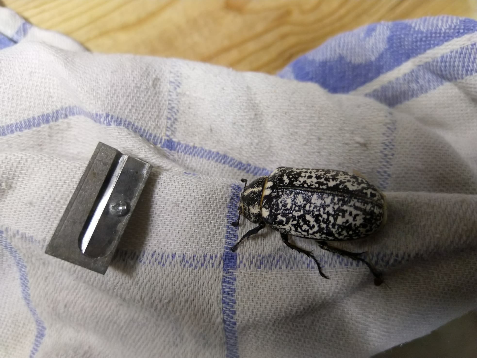 Coleoptere