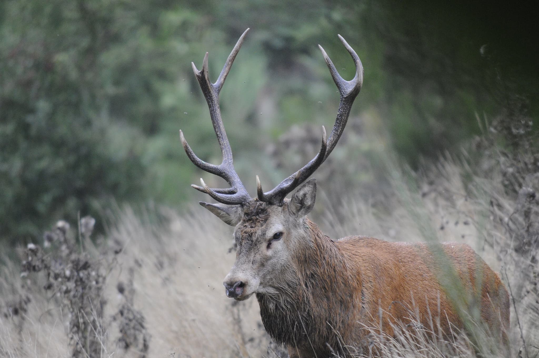 Brame du cerf en Lozère