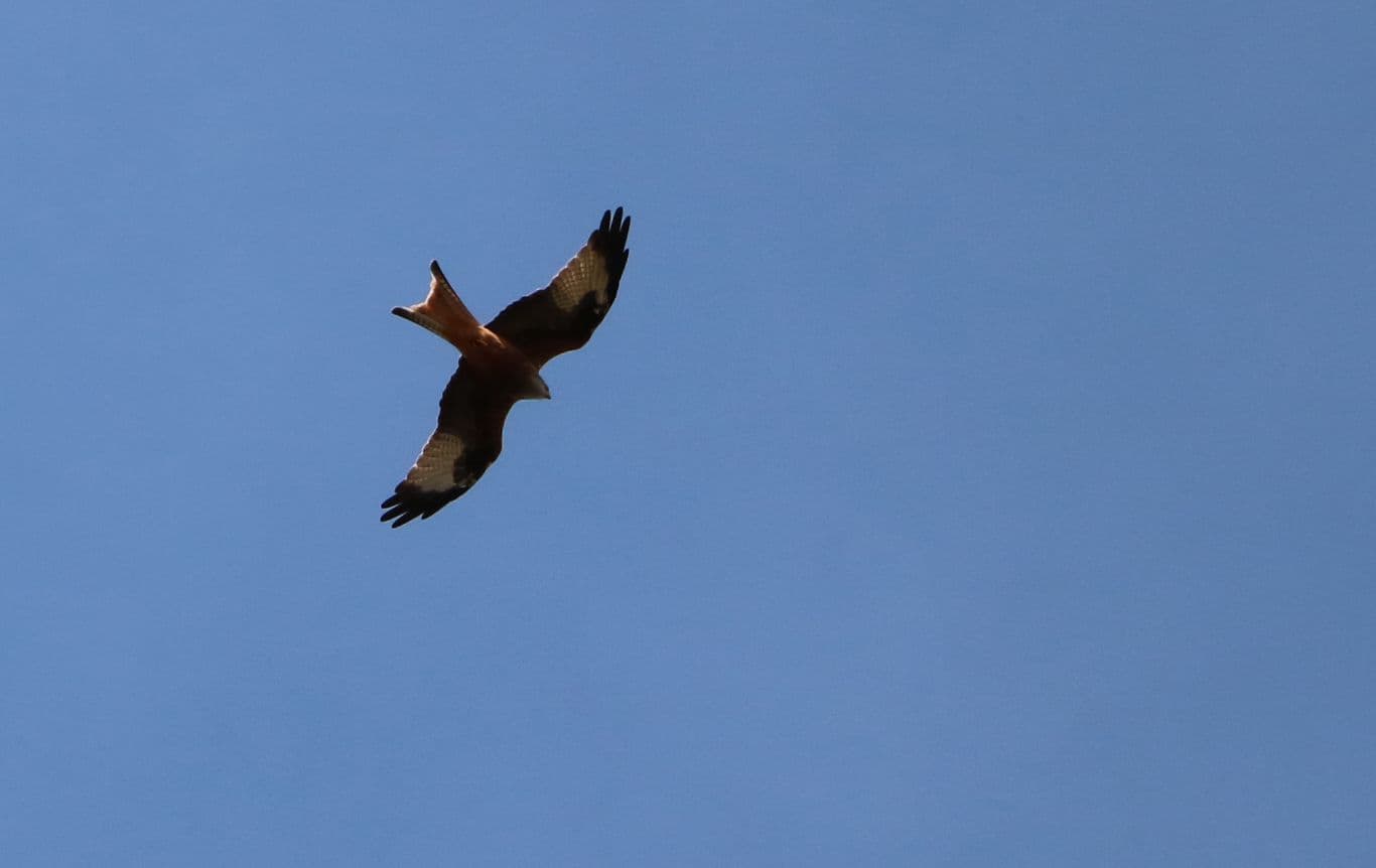 Balade naturaliste pour découvrir les oiseaux