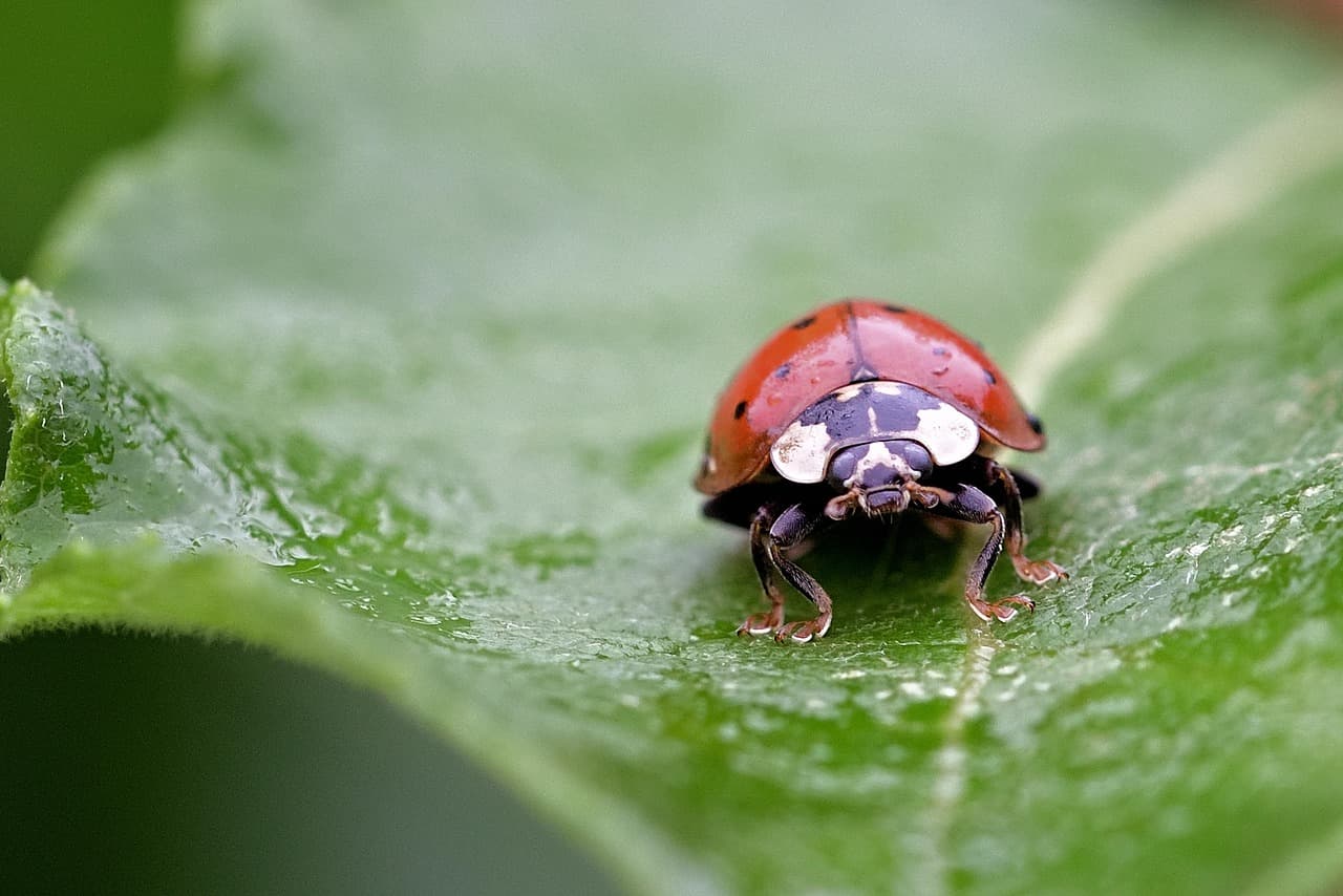 Insecte coccinelle