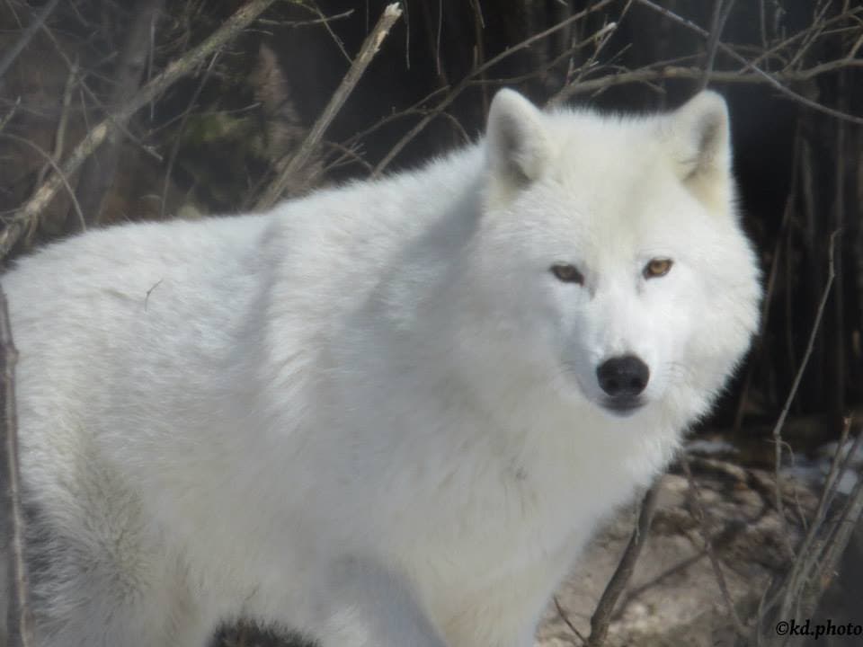 Loup parc Ste Lucie