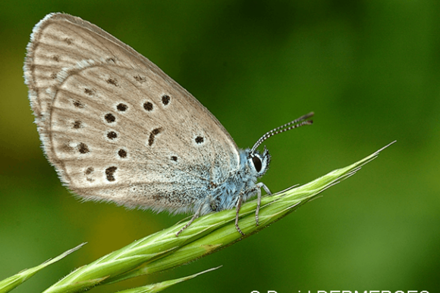 Maculinea alcon