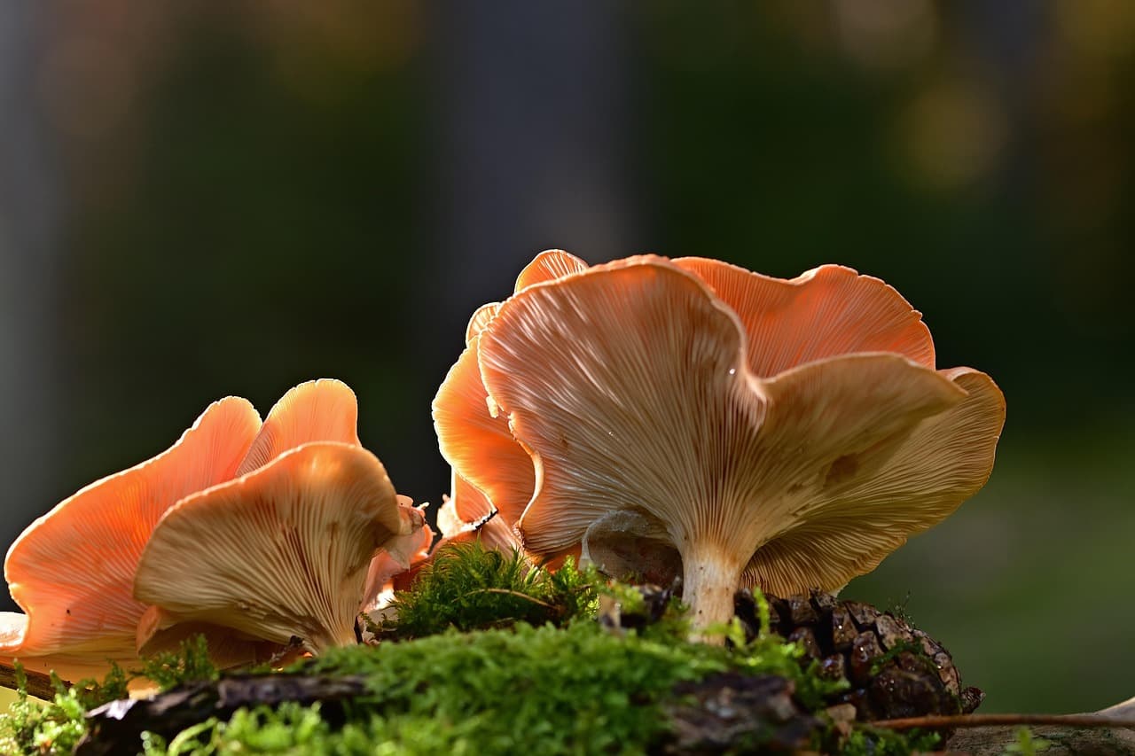 Mushrooms