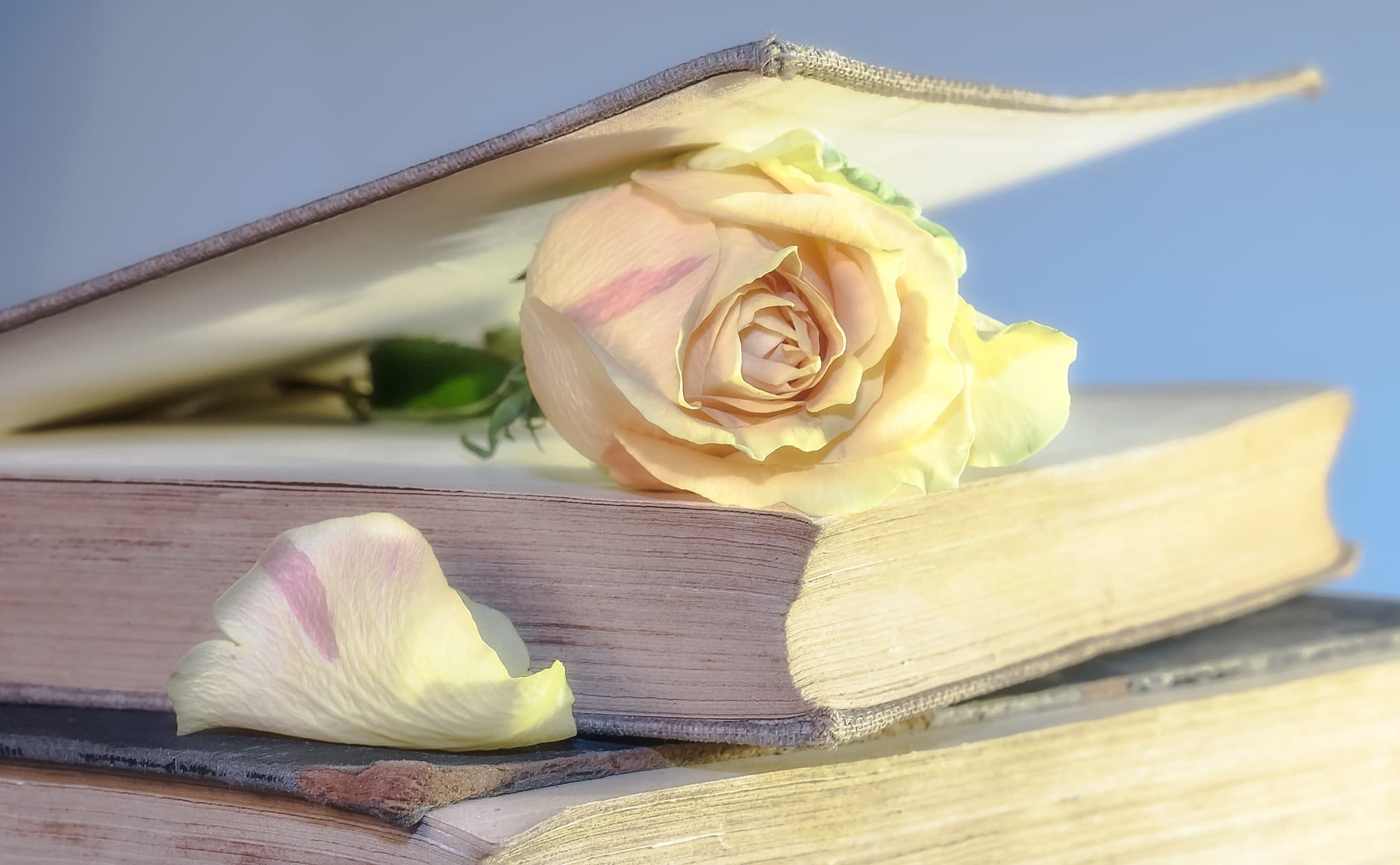 Myriams-fotos-rose-2101475