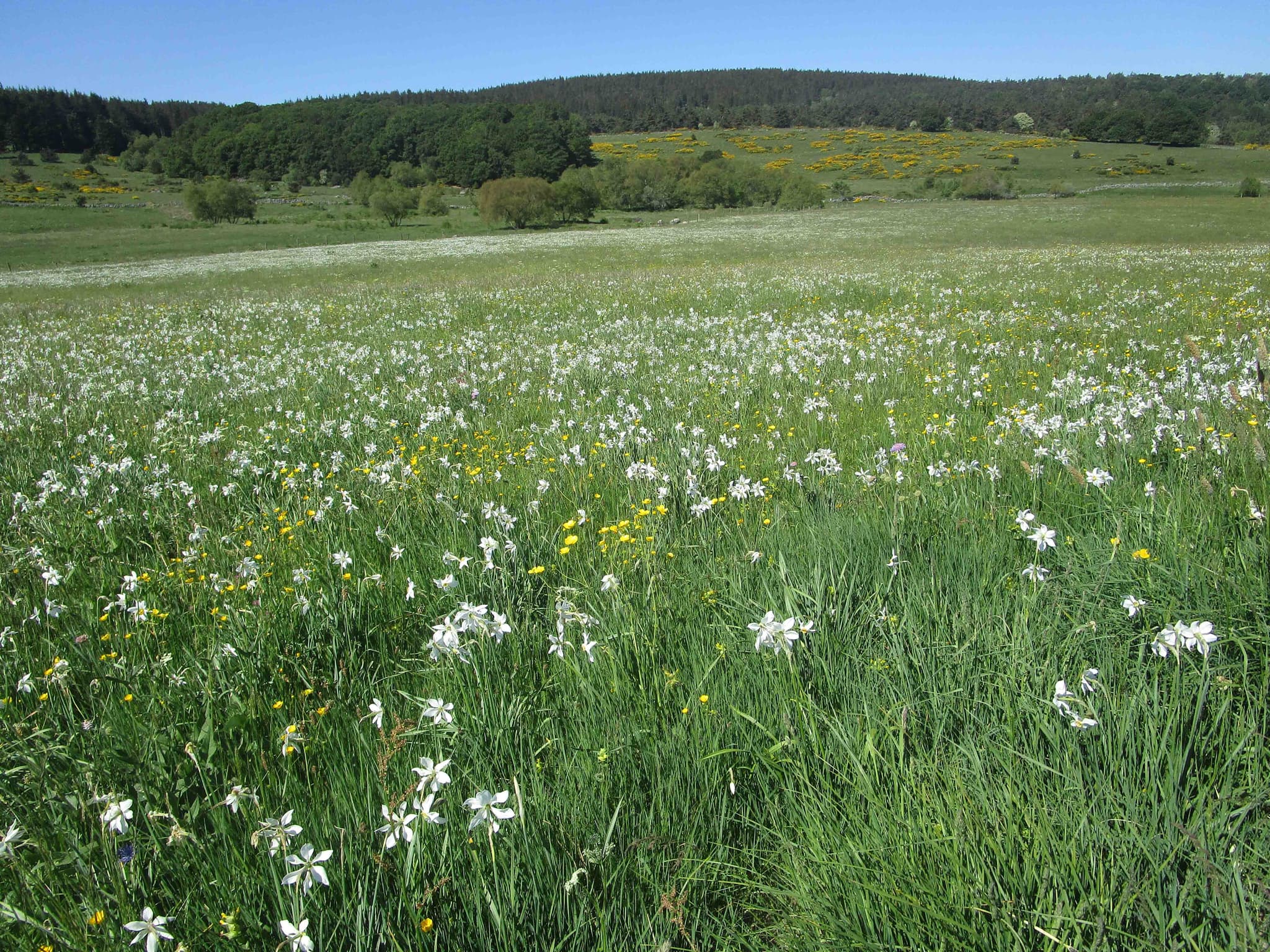 Narcisses en Margeride