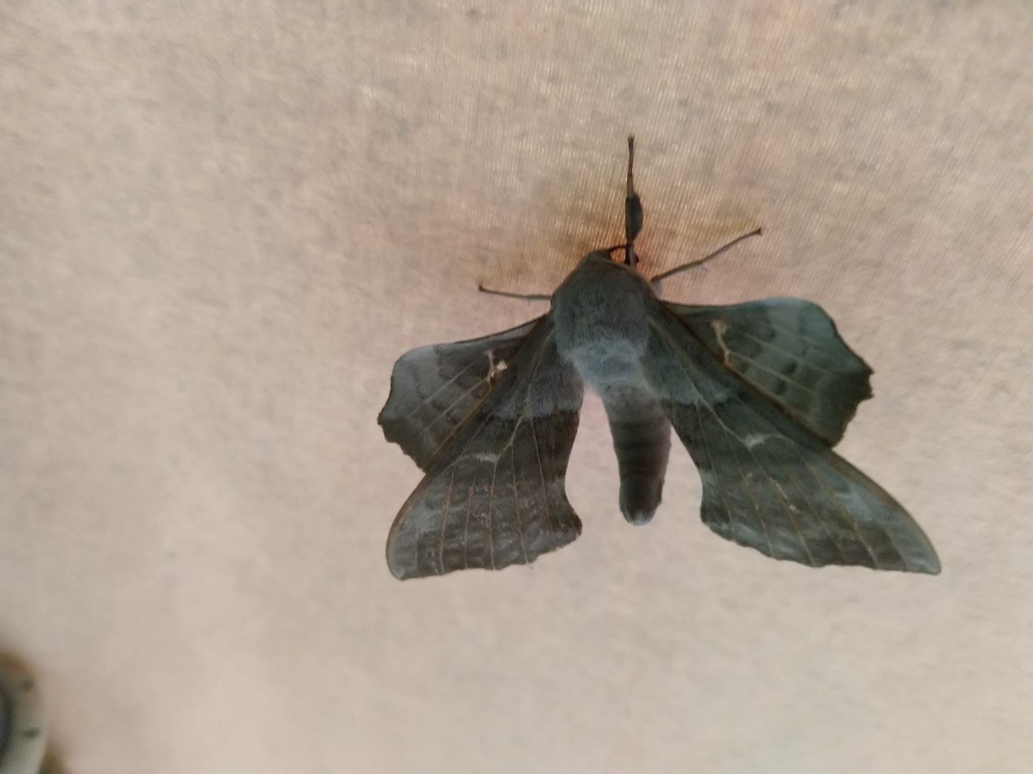 Papillon15