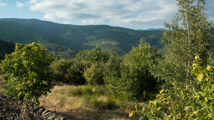 Parc-national-des-cevennes-02